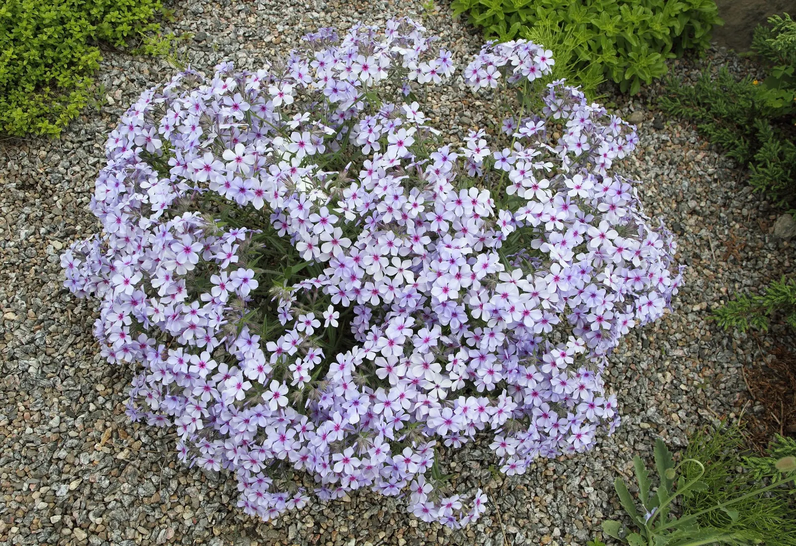 Woodland Phlox (Phlox Divaricata 'London Grove Blue') — This cultivar boasts delicate blue-violet flowers that carry a subtle
