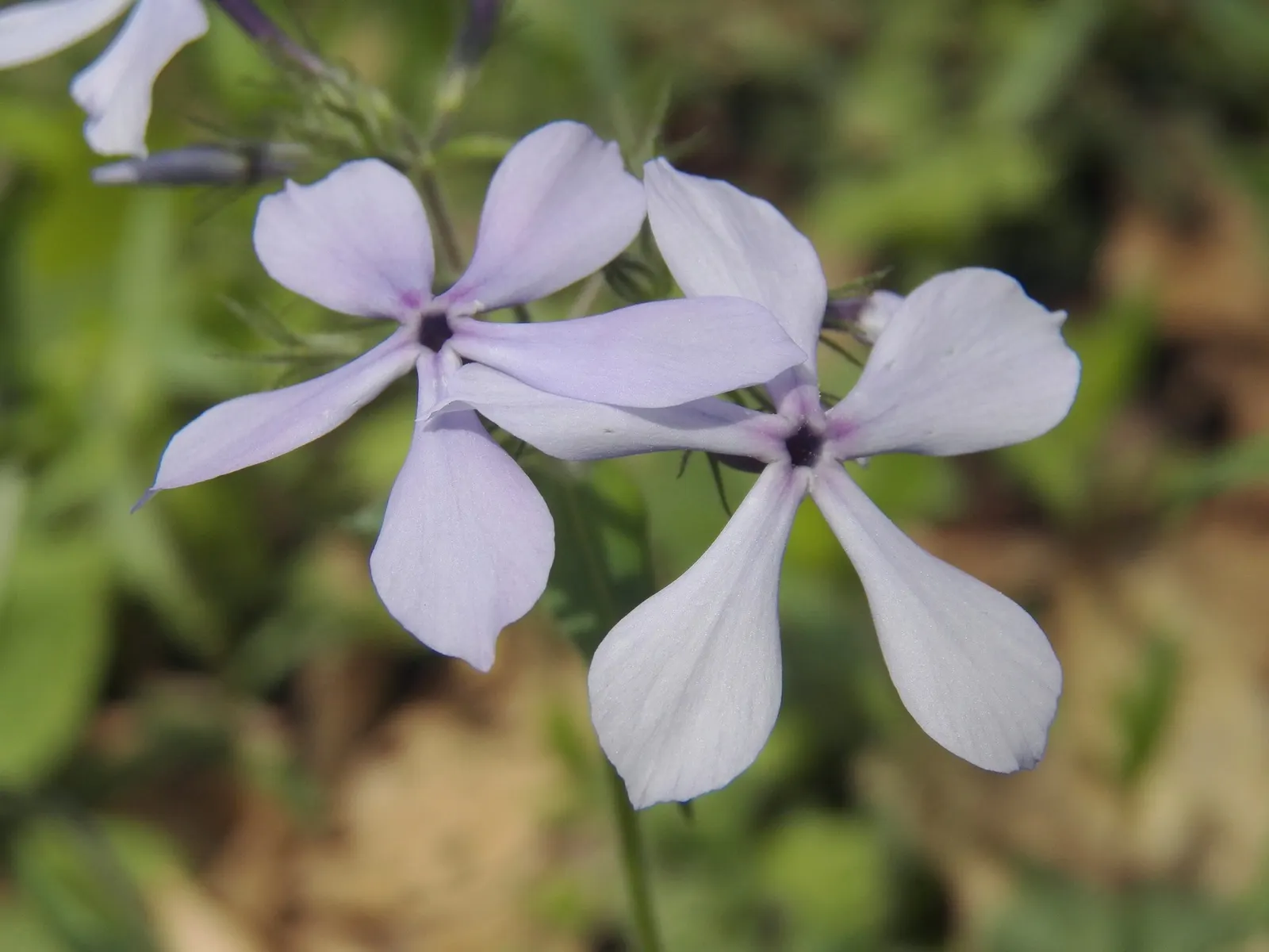 Woodland Phlox (Phlox Divaricata 'London Grove Blue') — the London Grove Blue Sweet William is ideal for borders