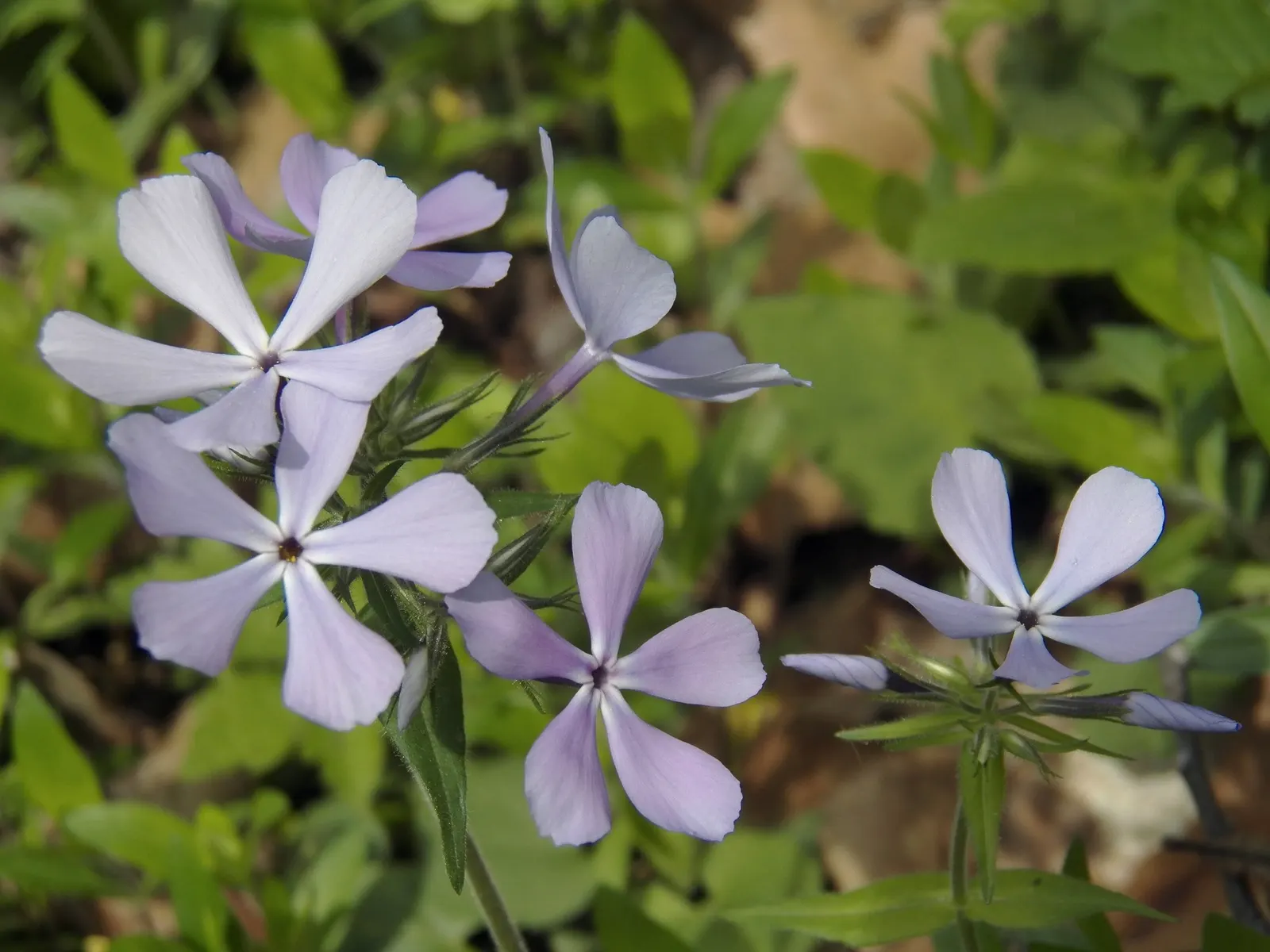 Woodland Phlox (Phlox Divaricata 'London Grove Blue') — Blooming in spring, it reaches 12-18 inches in height with a spread of 12-24 inches