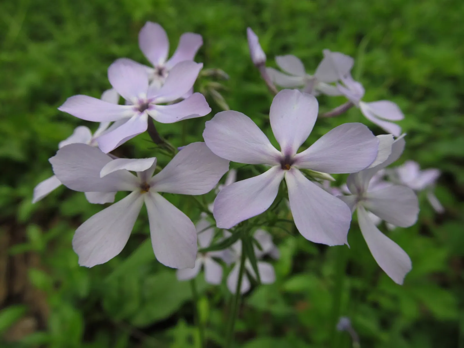 Woodland Phlox (Phlox Divaricata 'London Grove Blue') — enhancing multi-sensory garden experiences