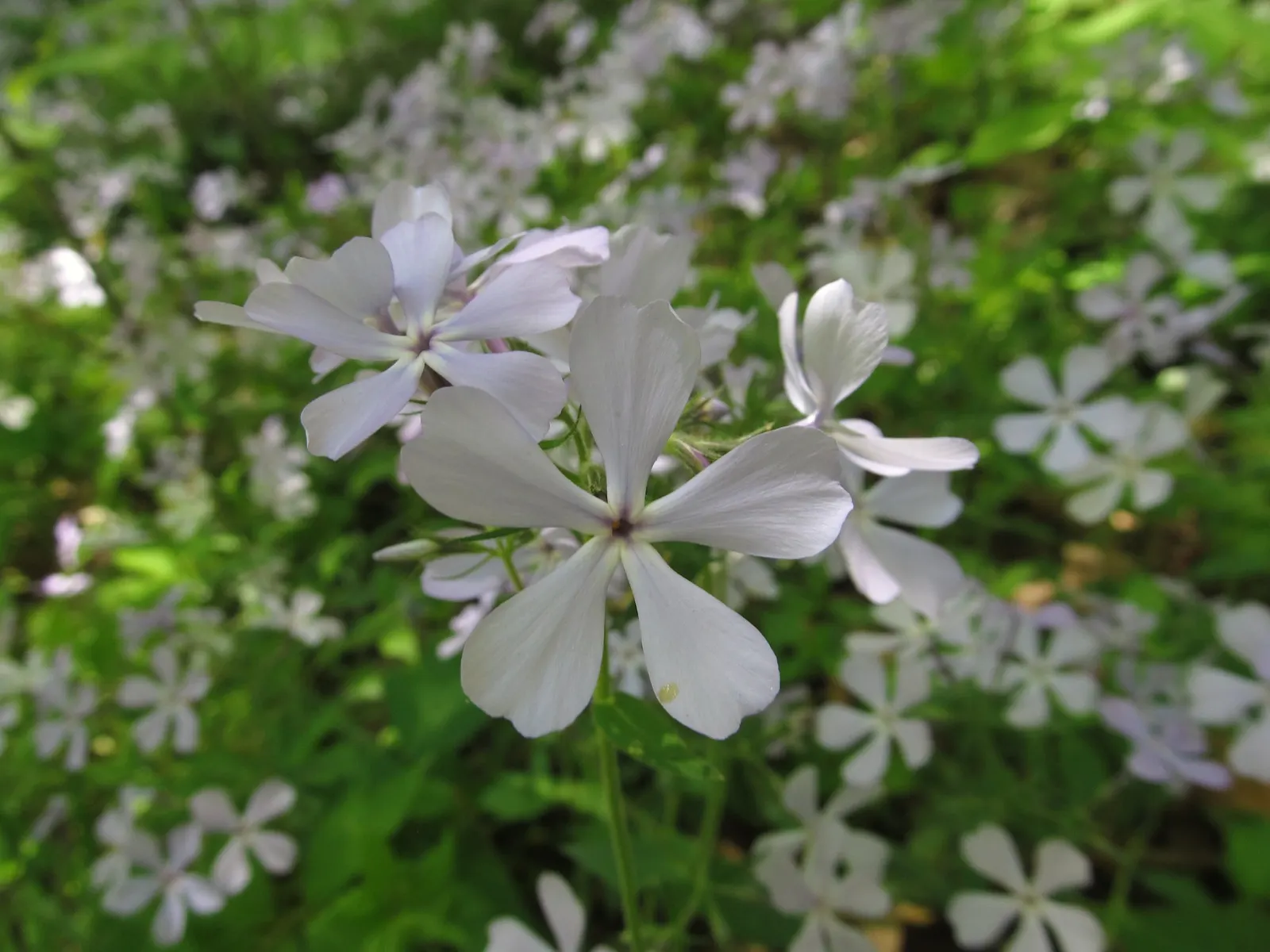 Woodland Phlox (Phlox Divaricata 'London Grove Blue') — When planning for a landscape design