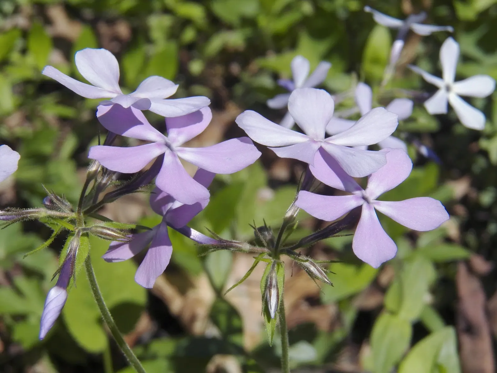 Woodland Phlox (Phlox Divaricata 'London Grove Blue') — Its flowering period extends from late spring into early summer