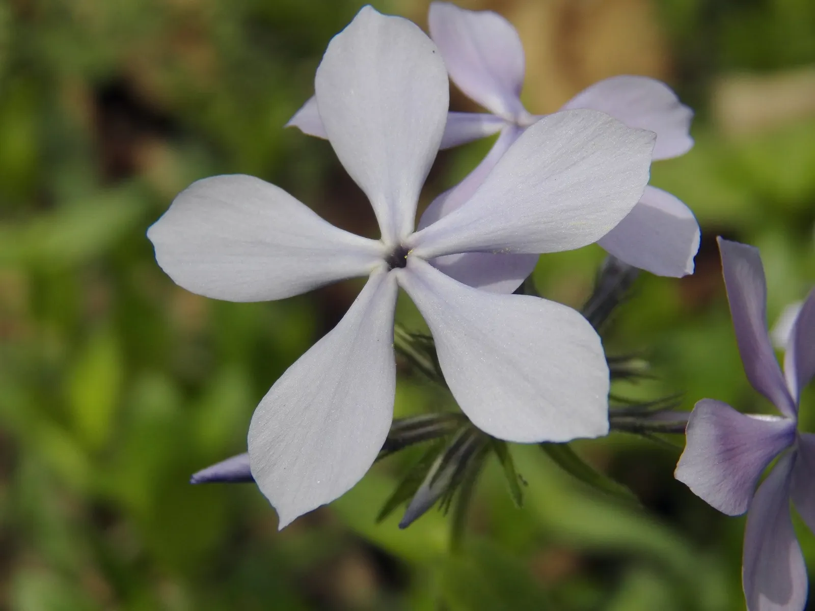 Woodland Phlox (Phlox Divaricata 'London Grove Blue') — harmonizing beautifully with other shade-loving perennials