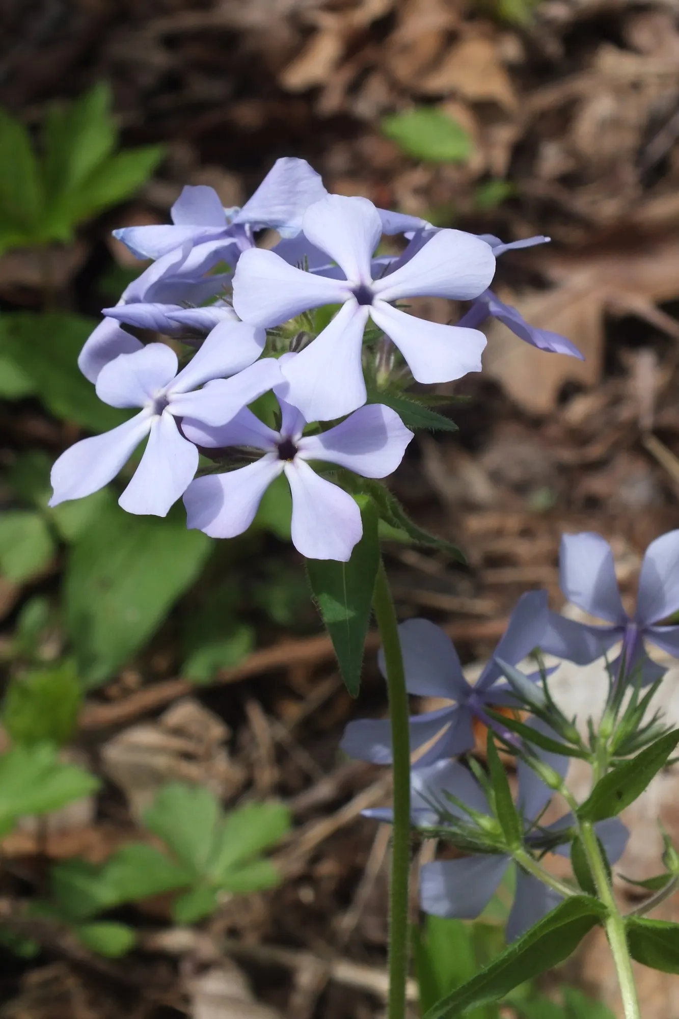 Woodland Phlox (Phlox Divaricata 'London Grove Blue') — or London Grove Blue Sweet William; blooming in spring, it reaches 12-18 inches in height with a spread