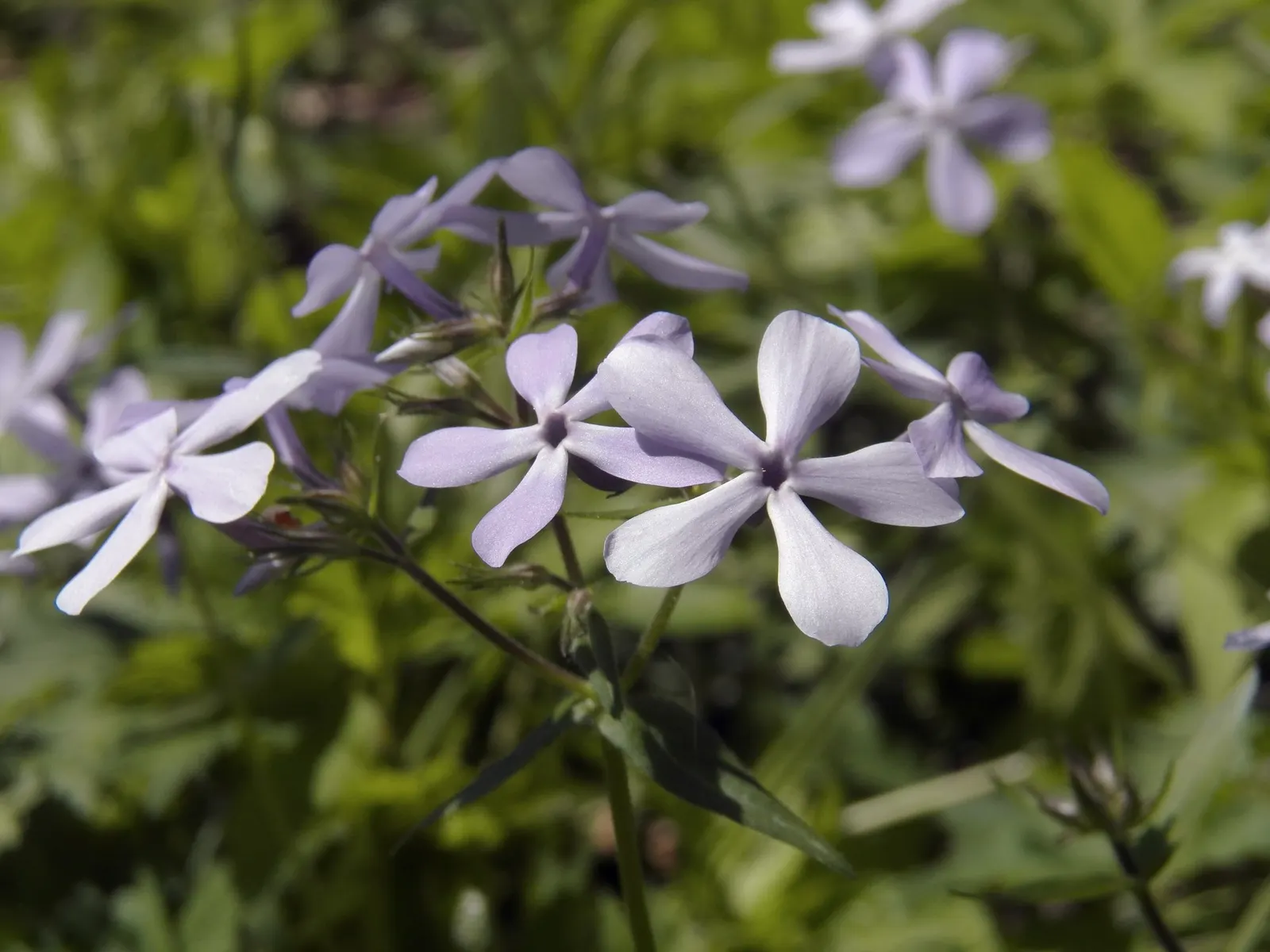 Woodland Phlox (Phlox Divaricata 'London Grove Blue') — blue and lavender and multi-colored and white flowers in the garden