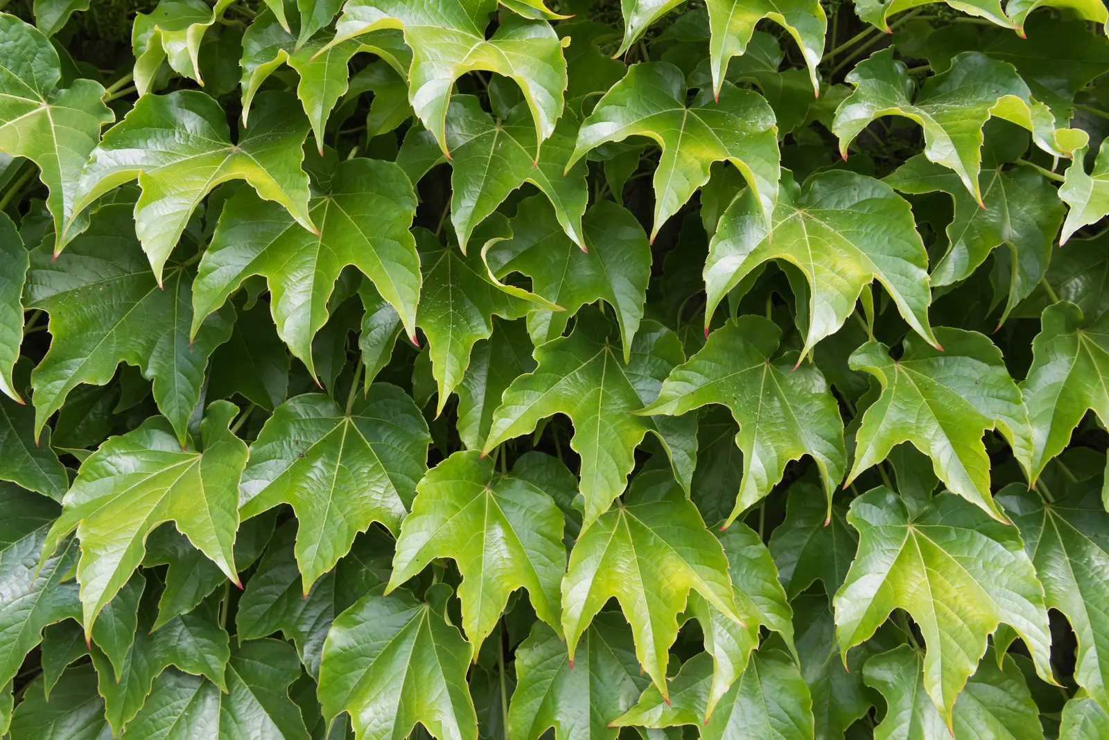 Boston Ivy (Parthenocissus Tricuspidata) — offering dense coverage and excellent seasonal interest; with proper placement and minimal care
