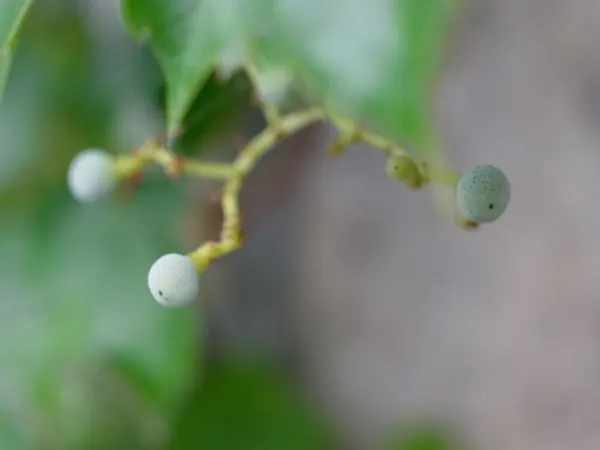 Boston Ivy (Parthenocissus Tricuspidata) — vine for full or half or shade; as the adhesive pads can be difficult to remove and may damage paint or, image 54