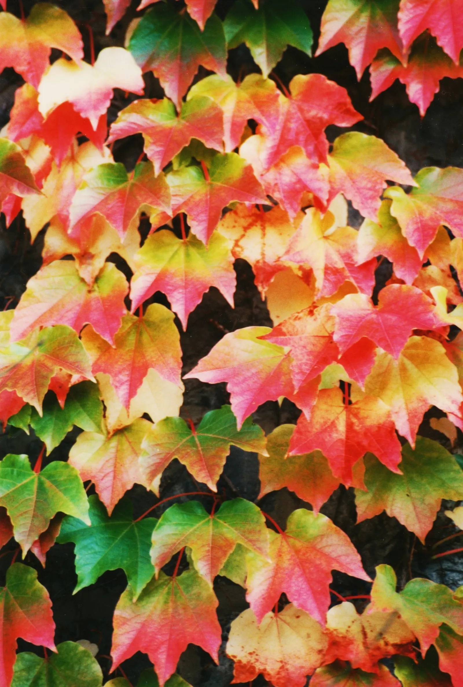 Boston Ivy (Parthenocissus Tricuspidata) — or wood without the need for structural support; green facade during the growing season and a stunning, image 63
