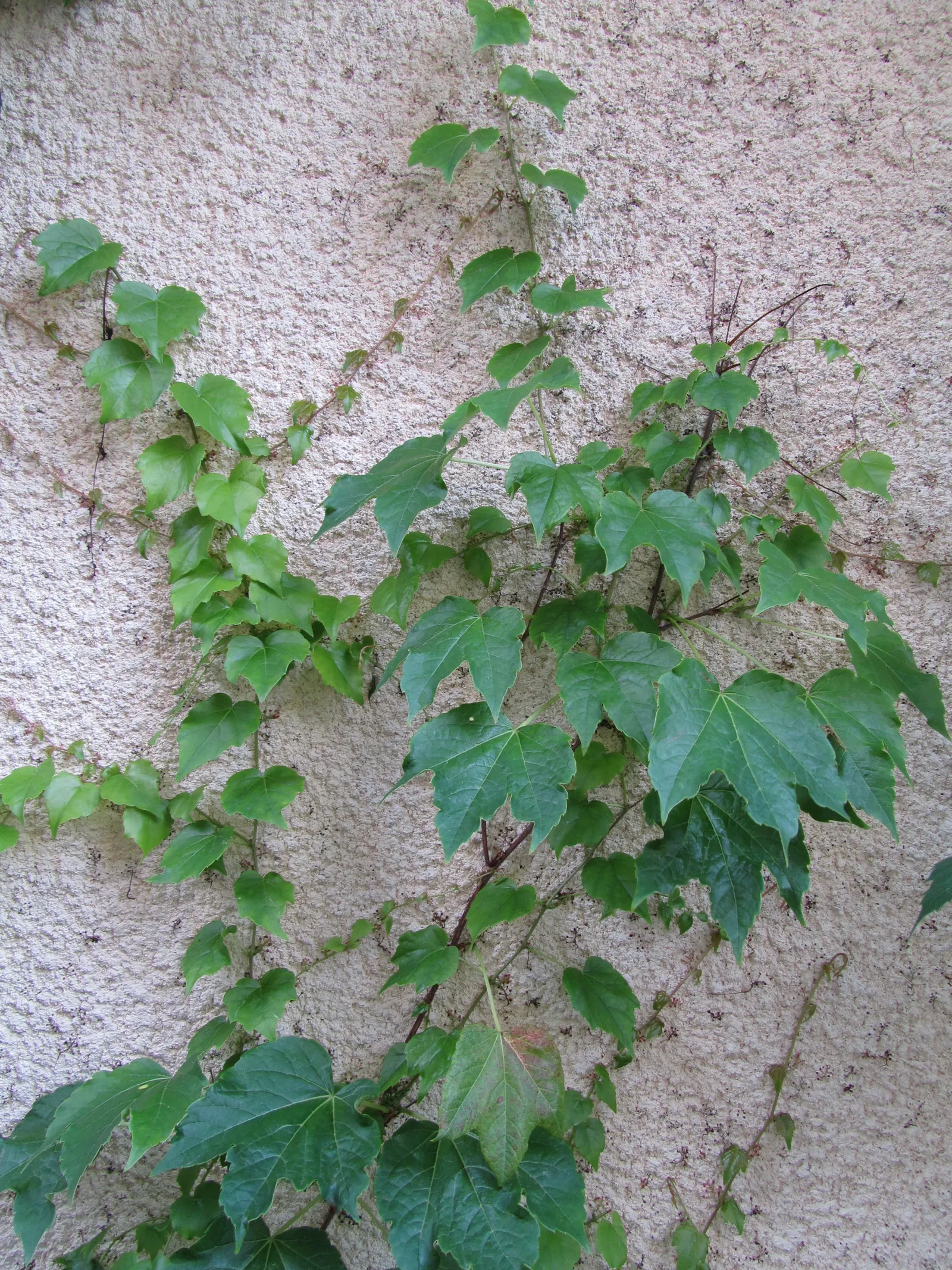 Boston Ivy (Parthenocissus Tricuspidata) — Thrives in well-drained soil with full sun to partial shade; this self-clinging vine adheres to surfaces, image 58