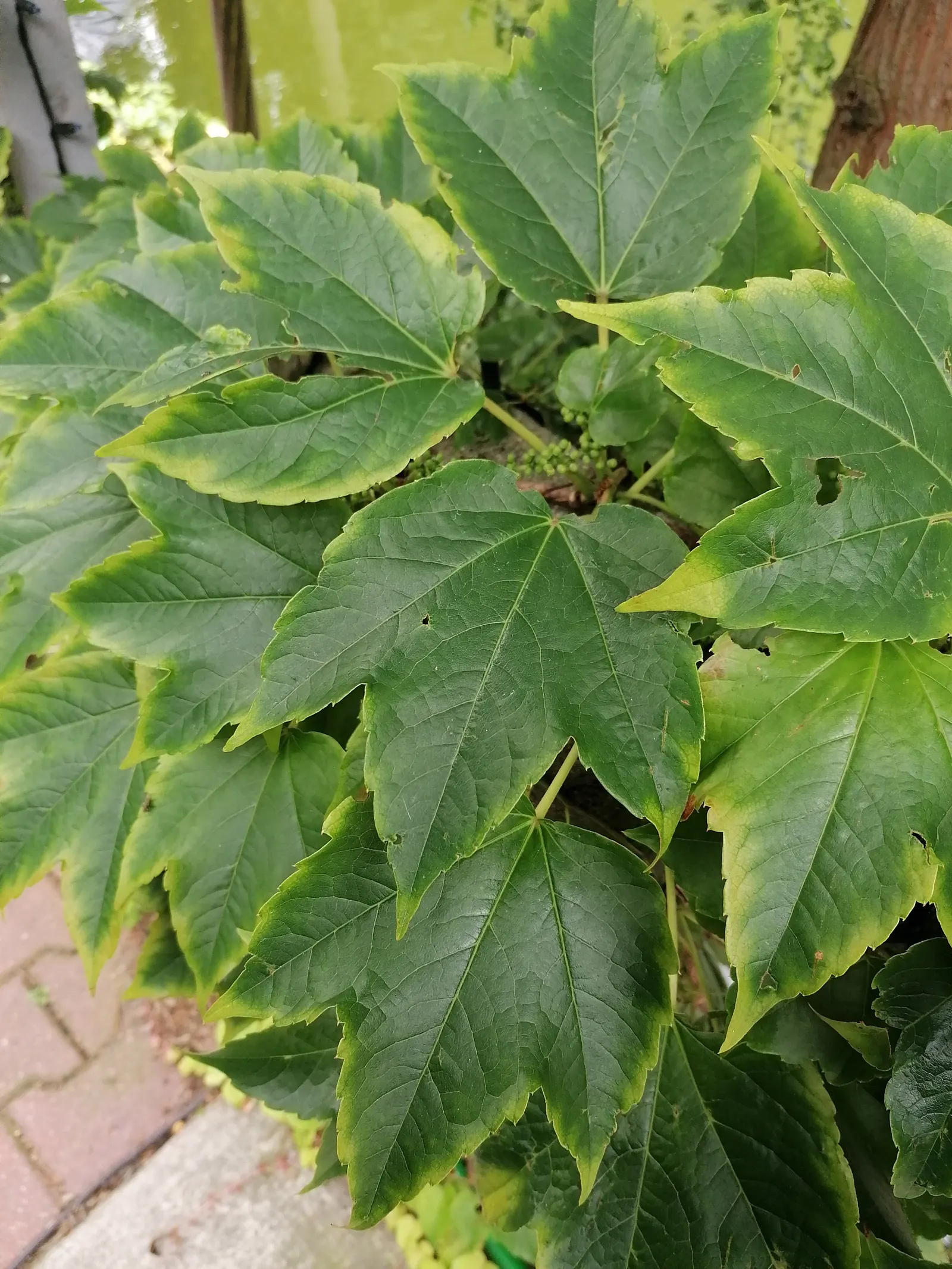 Boston Ivy (Parthenocissus Tricuspidata) — Hardy in zones 4-8, it requires minimal care once established, adding vibrant texture to facades, image 41