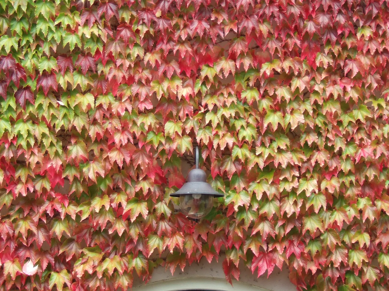 Boston Ivy (Parthenocissus Tricuspidata) — consider the potential impact on surfaces; hardy in zones 4-8, it requires minimal care once, image 50