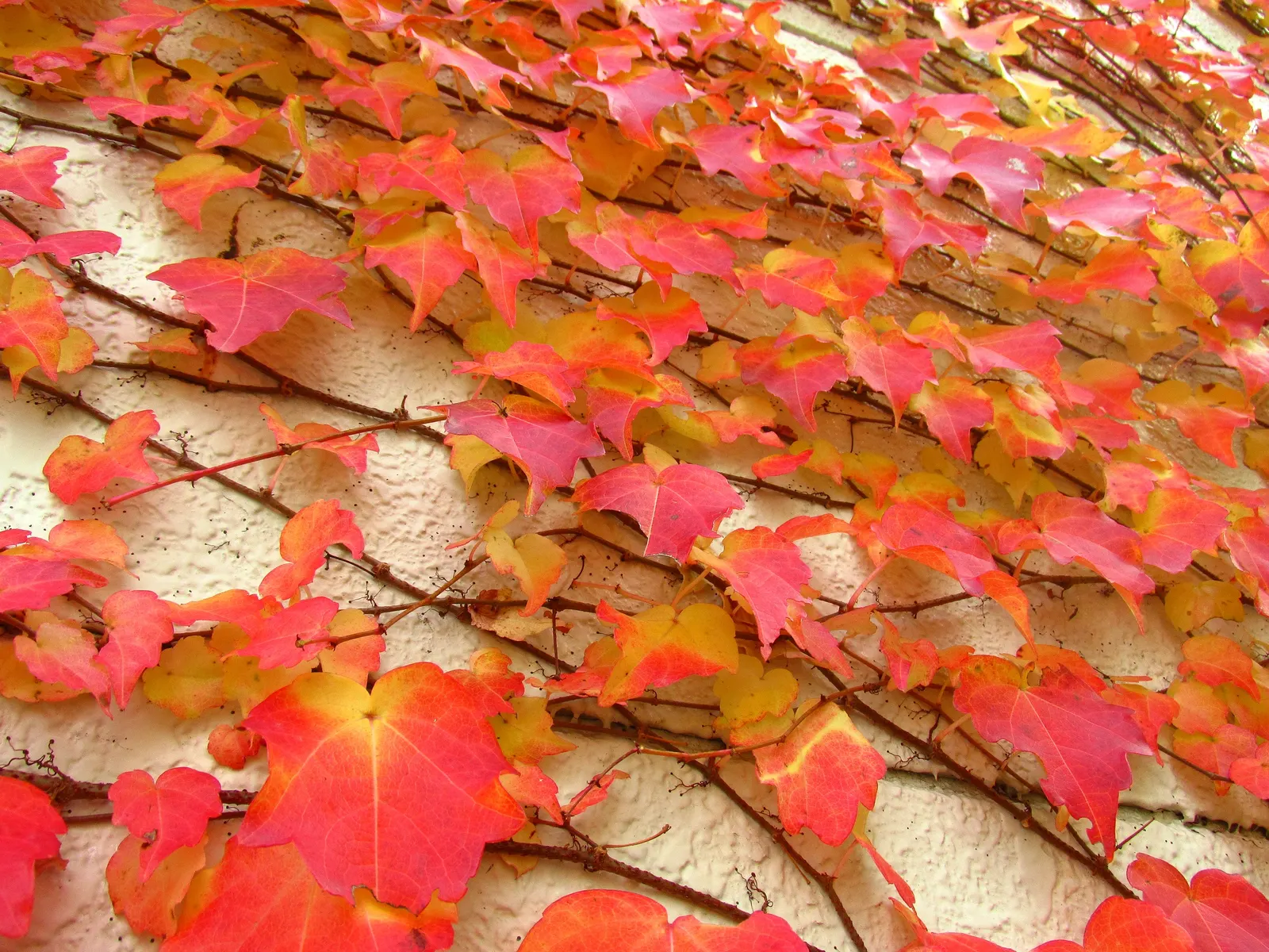 Boston Ivy (Parthenocissus Tricuspidata) — as the adhesive pads can be difficult to remove and may damage paint or weak masonry; making it a, image 51