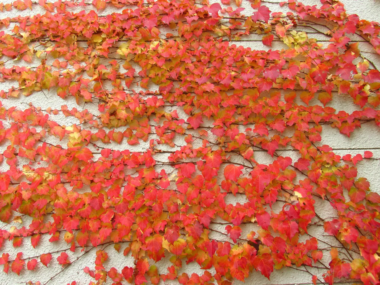 Boston Ivy (Parthenocissus Tricuspidata) — or wood without the need for structural support; green facade during the growing season and a stunning, image 45
