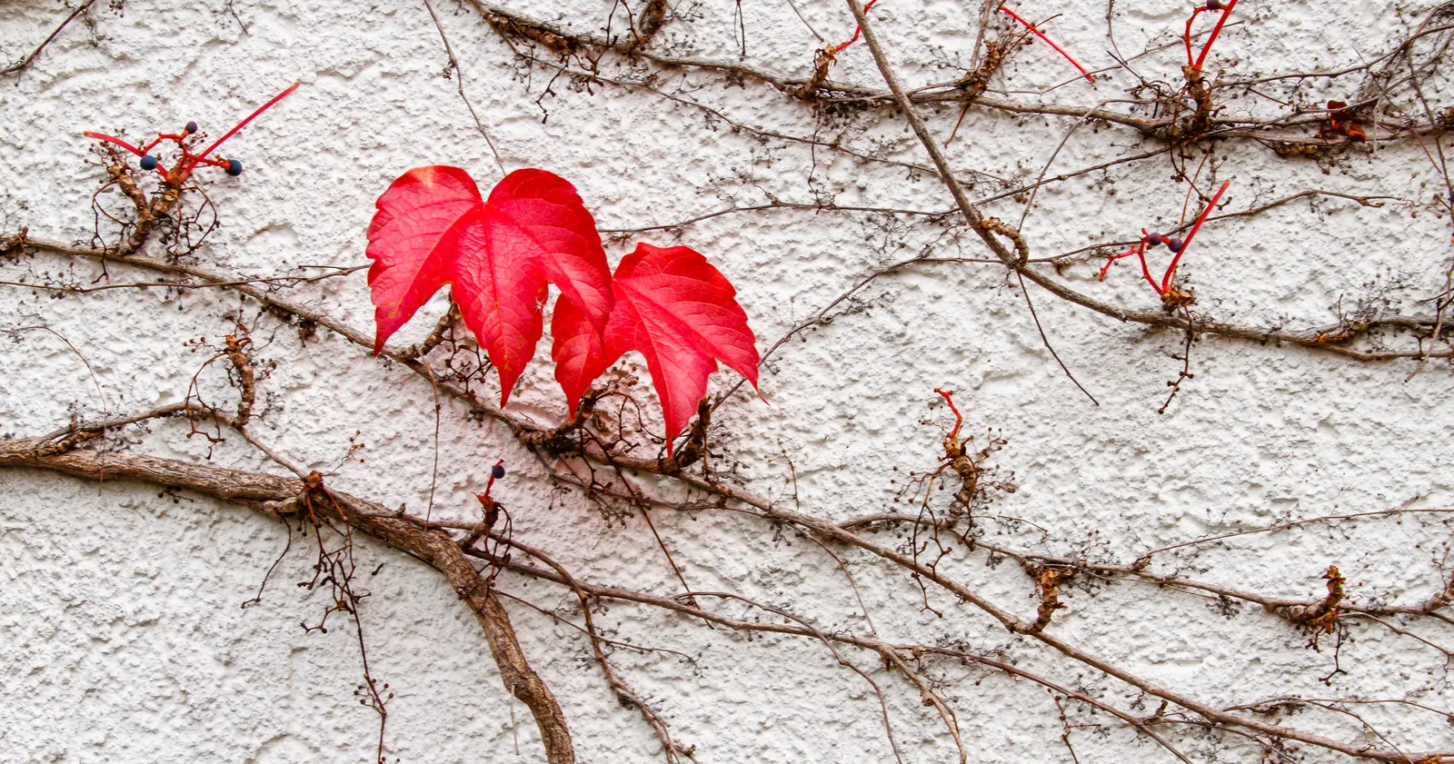 Boston Ivy (Parthenocissus Tricuspidata) — It reaches up to 50 feet, adhering effortlessly to surfaces, ideal for wall coverage or trellises; vine, image 75