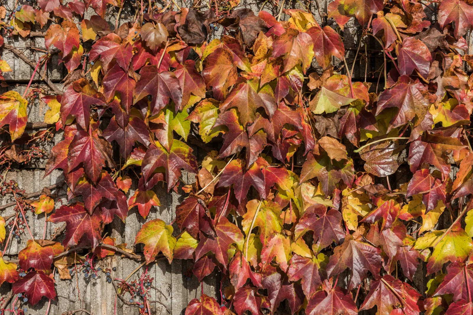 Boston Ivy (Parthenocissus Tricuspidata) — consider the potential impact on surfaces; hardy in zones 4-8, it requires minimal care once established, adding