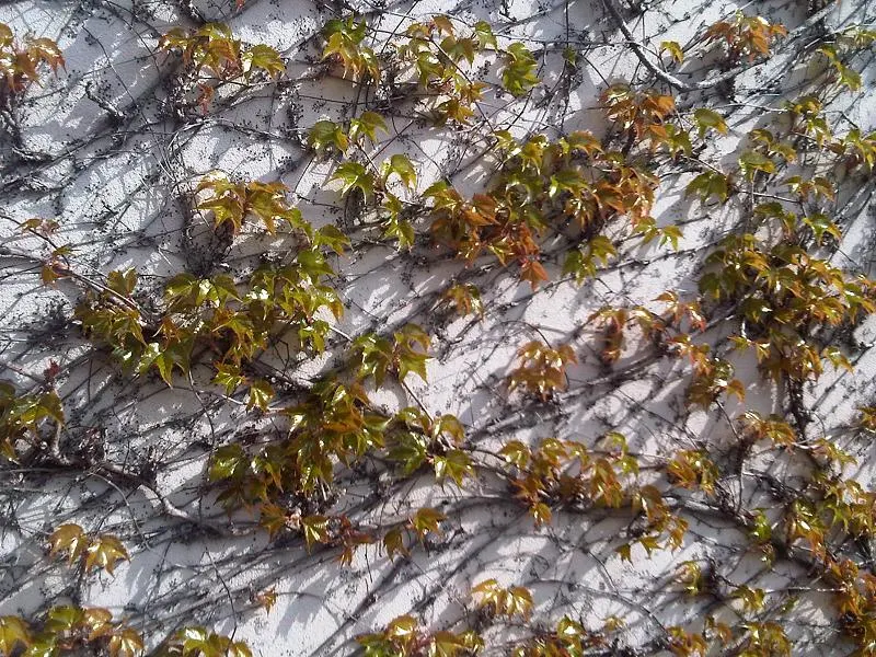 Boston Ivy (Parthenocissus Tricuspidata) — It reaches up to 50 feet, adhering effortlessly to surfaces, ideal for wall coverage or trellises; vine, image 57