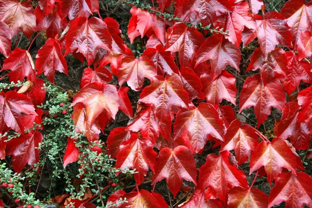 Boston Ivy (Parthenocissus Tricuspidata) — making it an excellent choice for creating a 'living wall' on brick; boston Ivy will be a dynamic and, image 44