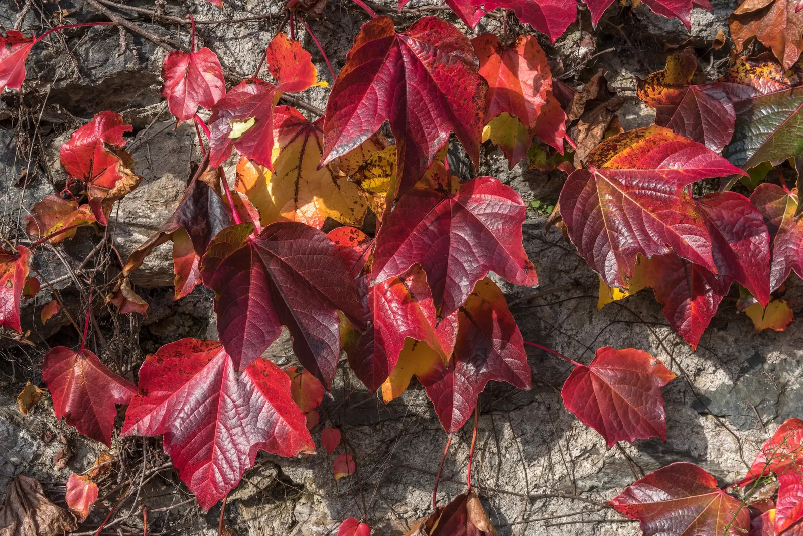 Boston Ivy (Parthenocissus Tricuspidata) — as the adhesive pads can be difficult to remove and may damage paint or weak masonry; making it a versatile addition