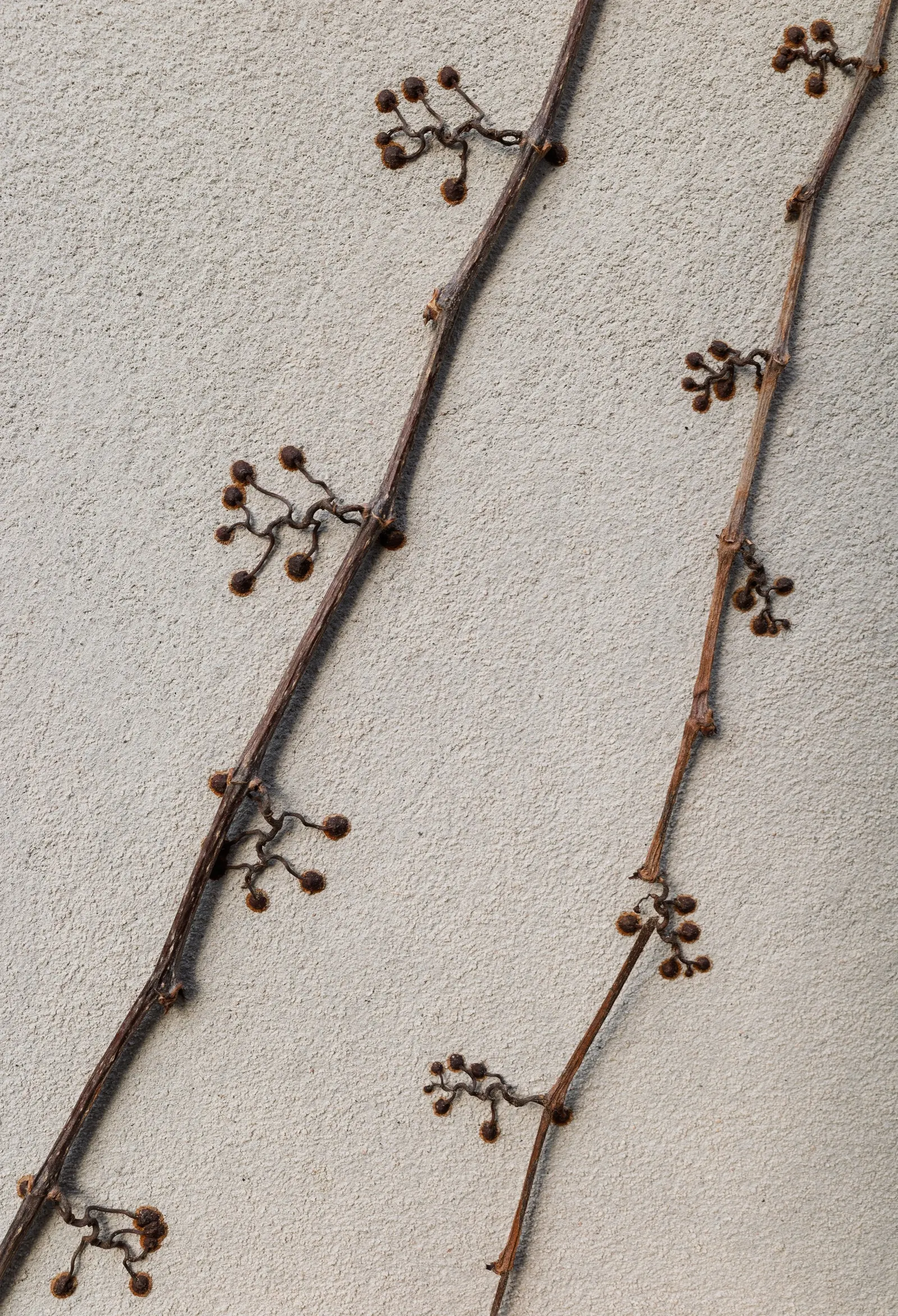 Boston Ivy (Parthenocissus Tricuspidata) — as the adhesive pads can be difficult to remove and may damage paint or weak masonry; making it a, image 69
