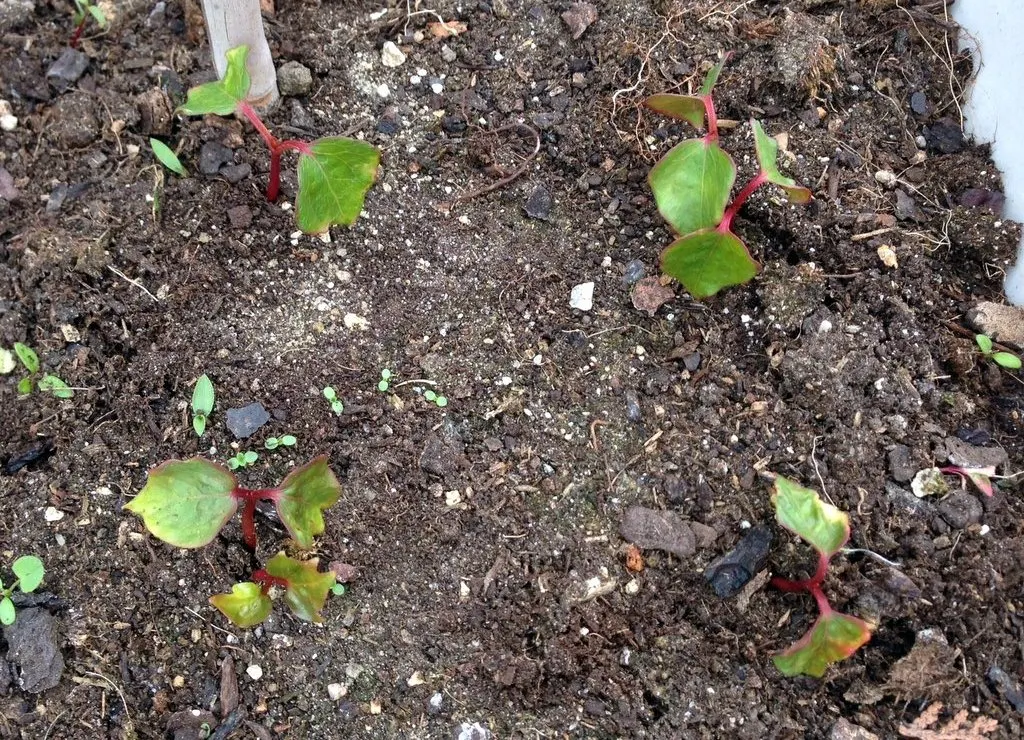 Boston Ivy (Parthenocissus Tricuspidata) — Boston Ivy (Parthenocissus tricuspidata) is a self-clinging; thrives in well-drained soil with full sun, image 37