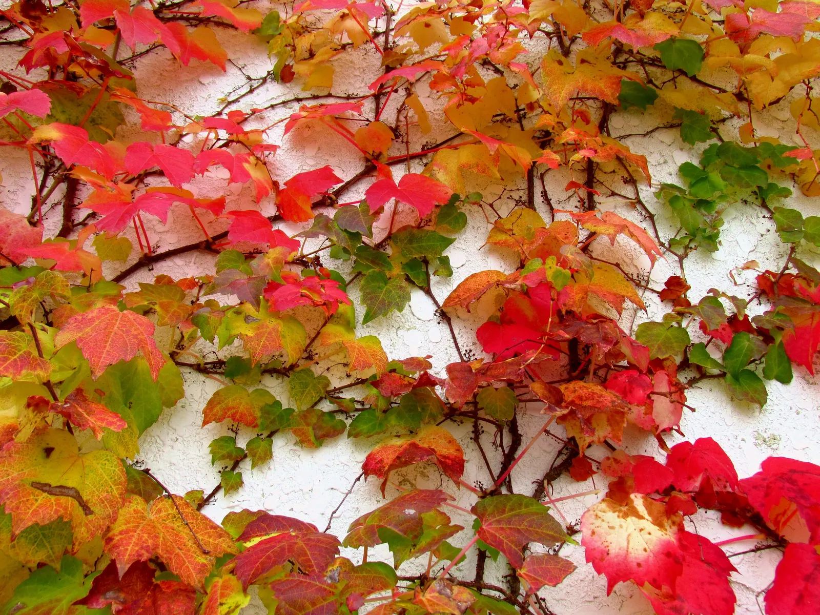 Boston Ivy (Parthenocissus Tricuspidata) — Boston Ivy (Parthenocissus tricuspidata) is a self-clinging; thrives in well-drained soil with full sun, image 73
