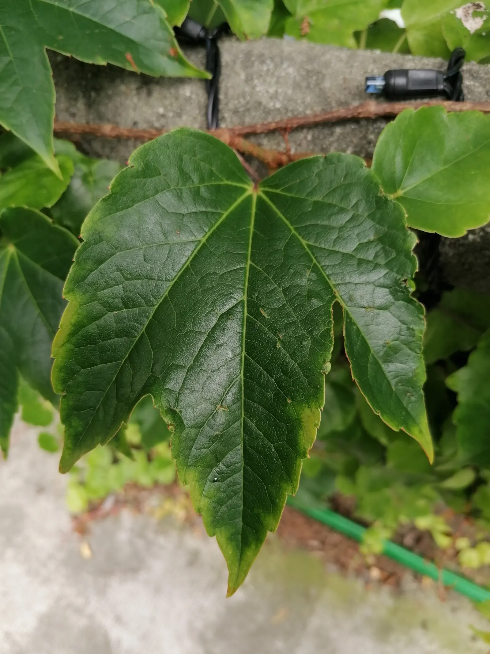 Boston Ivy (Parthenocissus Tricuspidata) — Thrives in well-drained soil with full sun to partial shade; this self-clinging vine adheres to surfaces, image 40