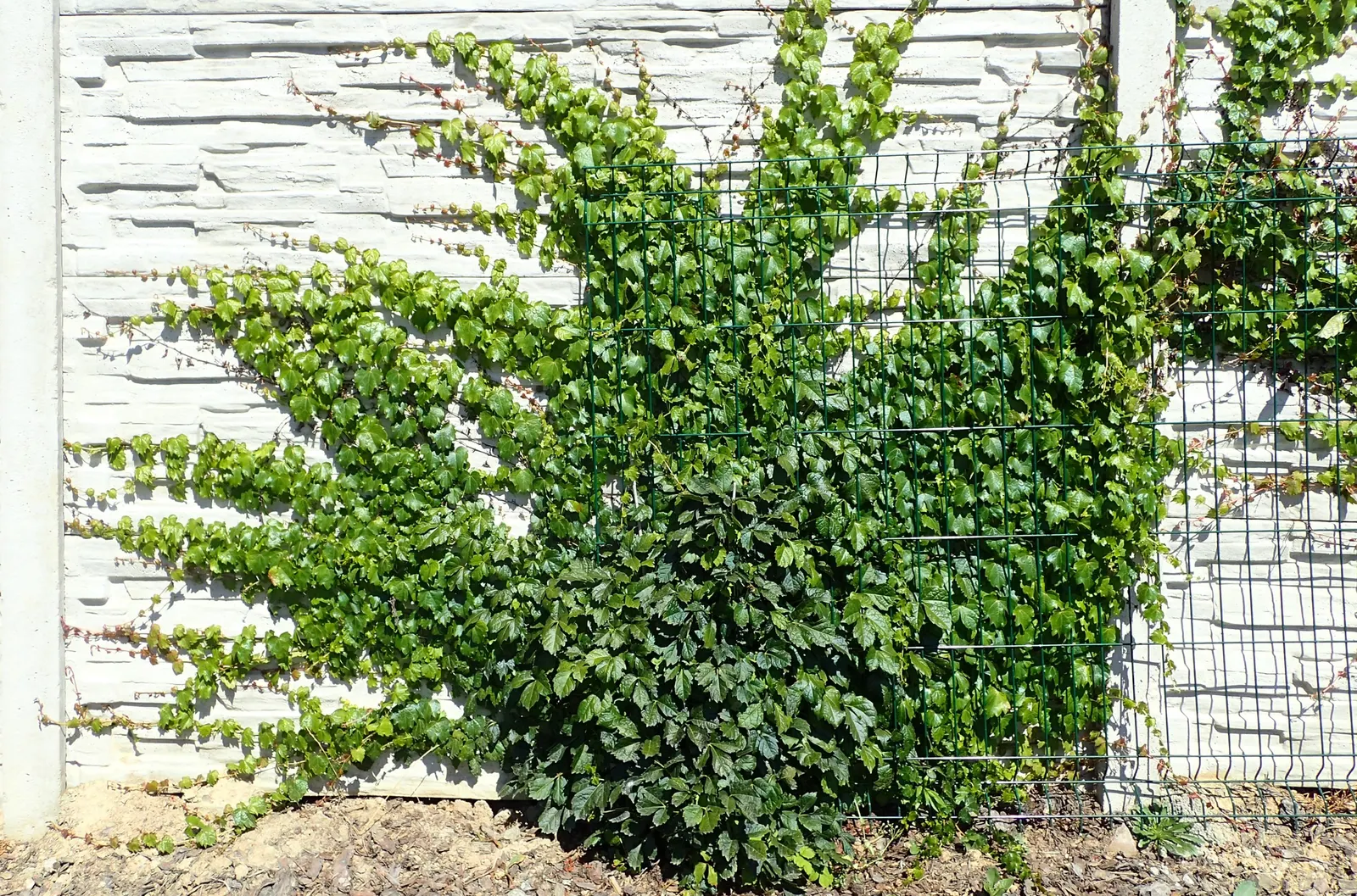 Boston Ivy (Parthenocissus Tricuspidata) — making it a versatile addition to any landscape design; or wood without the need for structural support, image 66