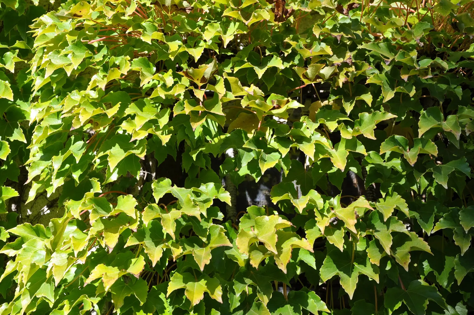 Boston Ivy (Parthenocissus Tricuspidata) — Boston Ivy (Parthenocissus tricuspidata) is a self-clinging; thrives in well-drained soil with full sun, image 55
