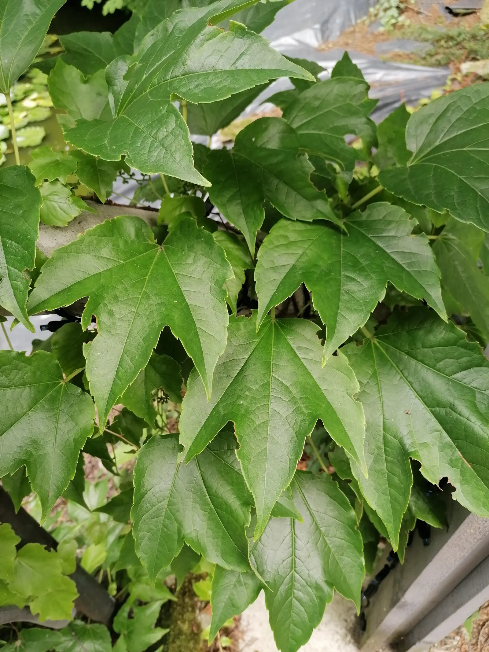 Boston Ivy (Parthenocissus Tricuspidata) — It reaches up to 50 feet, adhering effortlessly to surfaces, ideal for wall coverage or trellises; vine, image 39