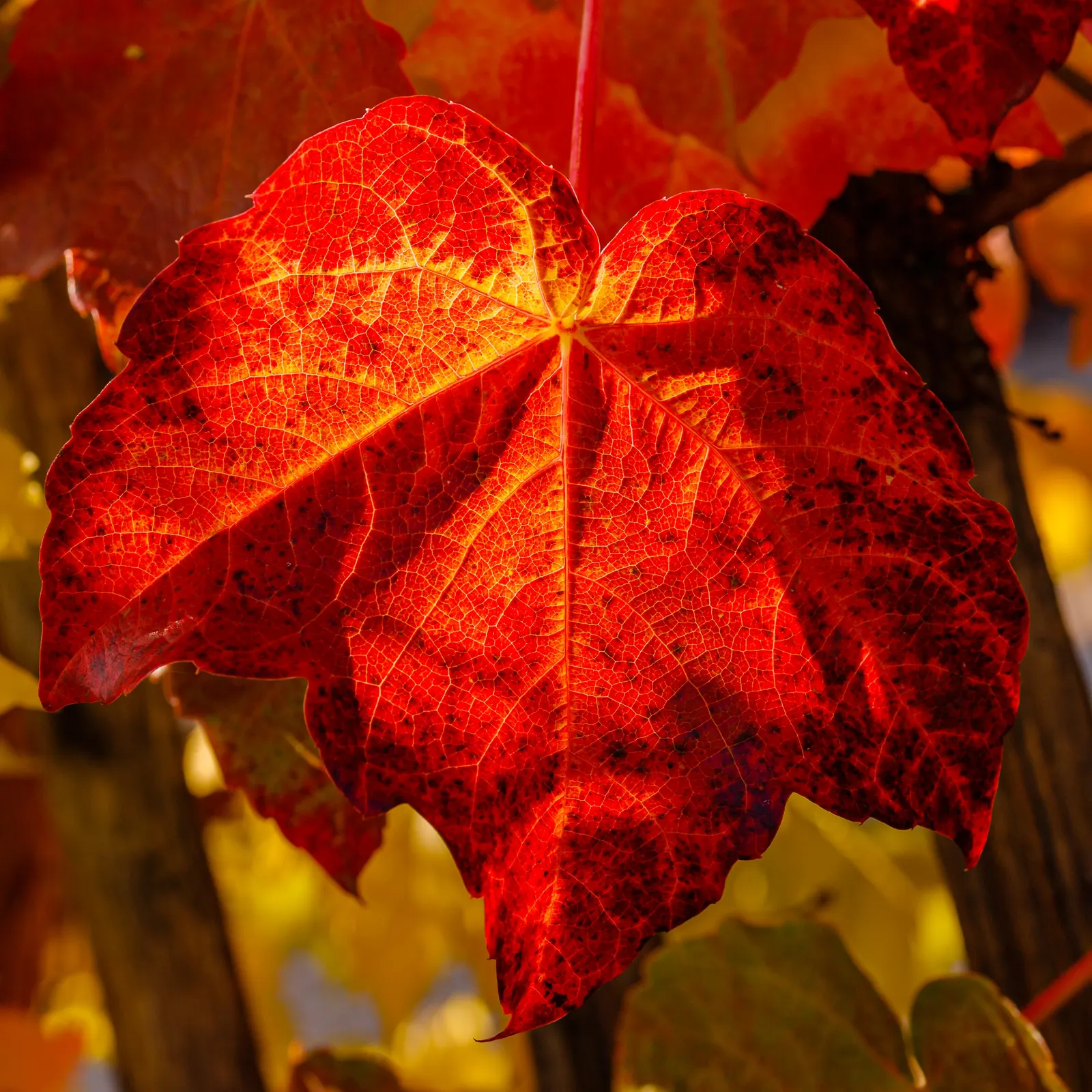Boston Ivy (Parthenocissus Tricuspidata) — green facade during the growing season and a stunning display of fiery reds and oranges in the fall; it, image 42