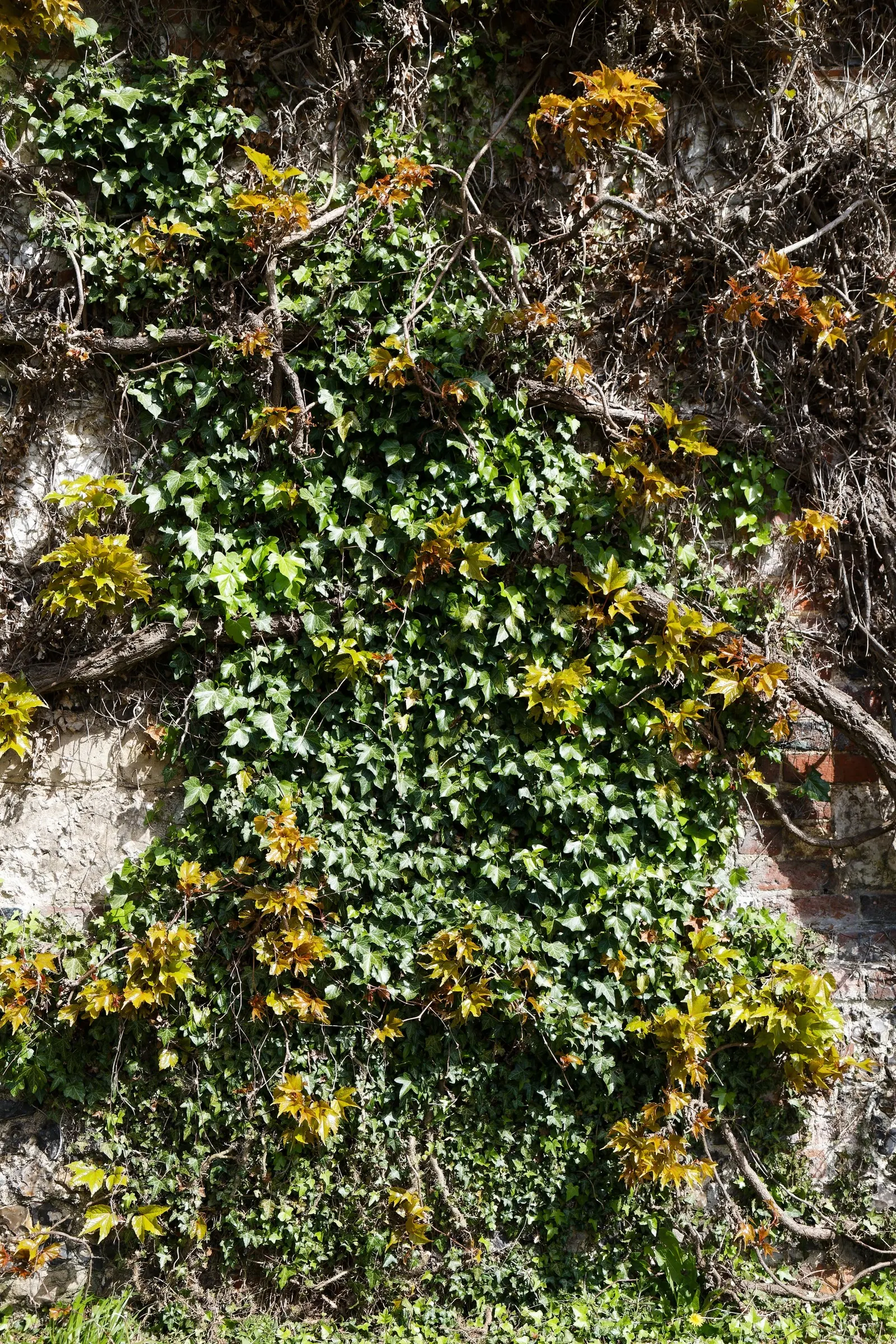 Boston Ivy (Parthenocissus Tricuspidata) — Boston Ivy will be a dynamic and attractive element in any garden design; making it an excellent choice, image 53