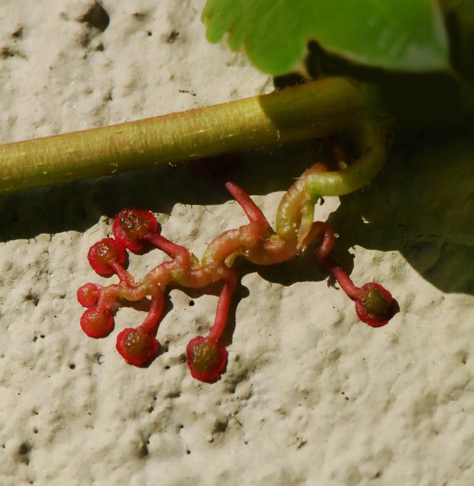Boston Ivy (Parthenocissus Tricuspidata) — Boston Ivy thrives in USDA hardiness zones 4 through 8 and is not picky about its growing conditions, image 65