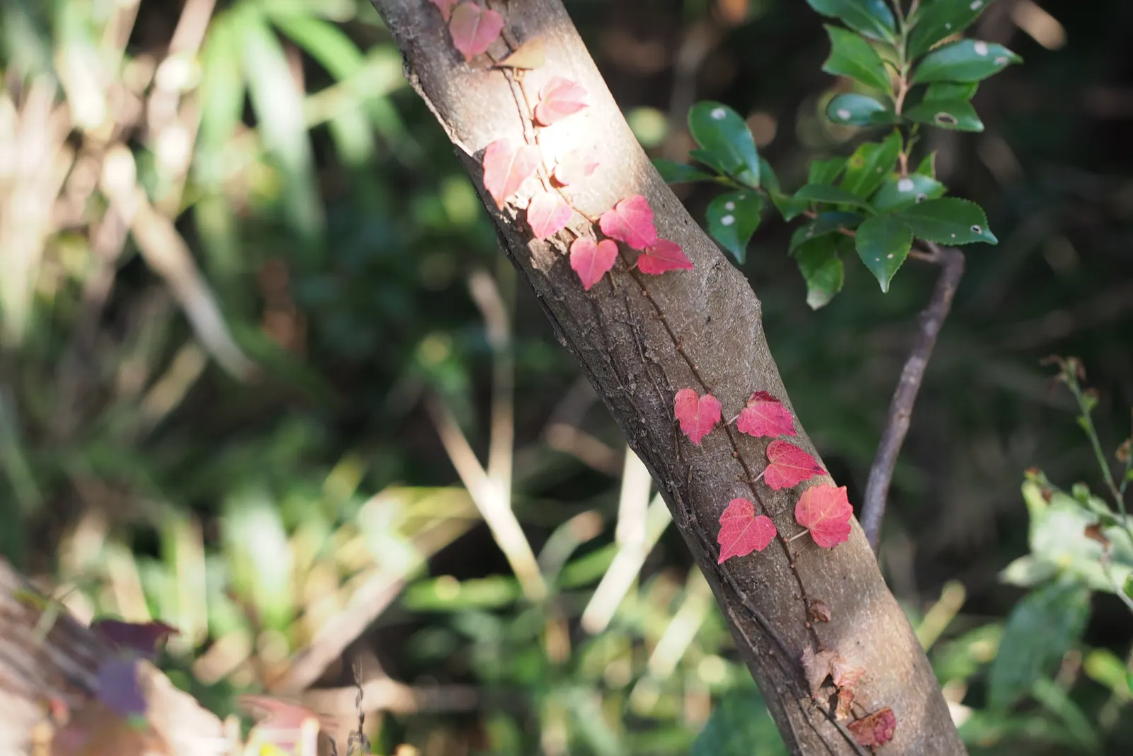 Boston Ivy (Parthenocissus Tricuspidata) — Thrives in well-drained soil with full sun to partial shade; this self-clinging vine adheres to surfaces, image 76