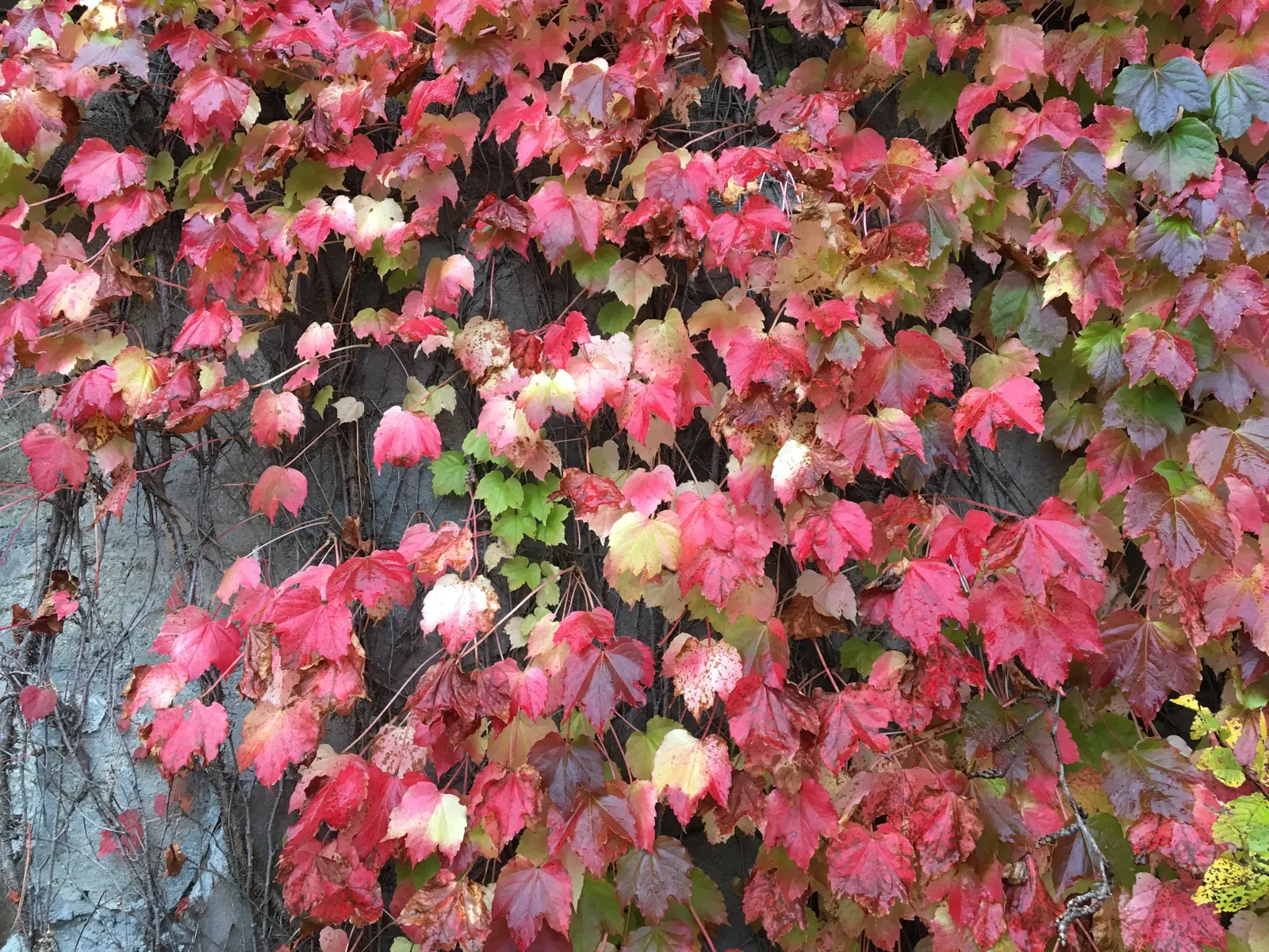 Boston Ivy (Parthenocissus Tricuspidata) — This self-clinging vine adheres to surfaces using tiny adhesive disks at the tips of its tendrils, image 43