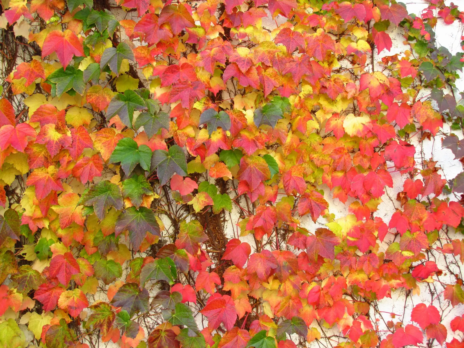 Boston Ivy (Parthenocissus Tricuspidata) — offering dense coverage and excellent seasonal interest; with proper placement and minimal care, image 49