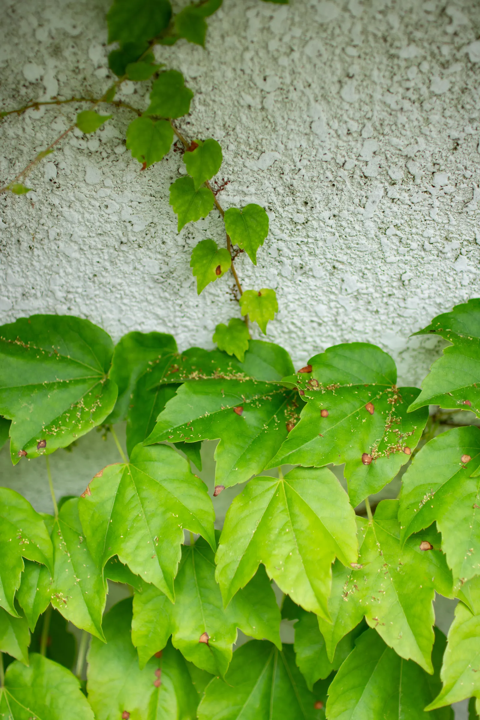 Boston Ivy (Parthenocissus Tricuspidata) — This self-clinging vine adheres to surfaces using tiny adhesive disks at the tips of its tendrils, image 79