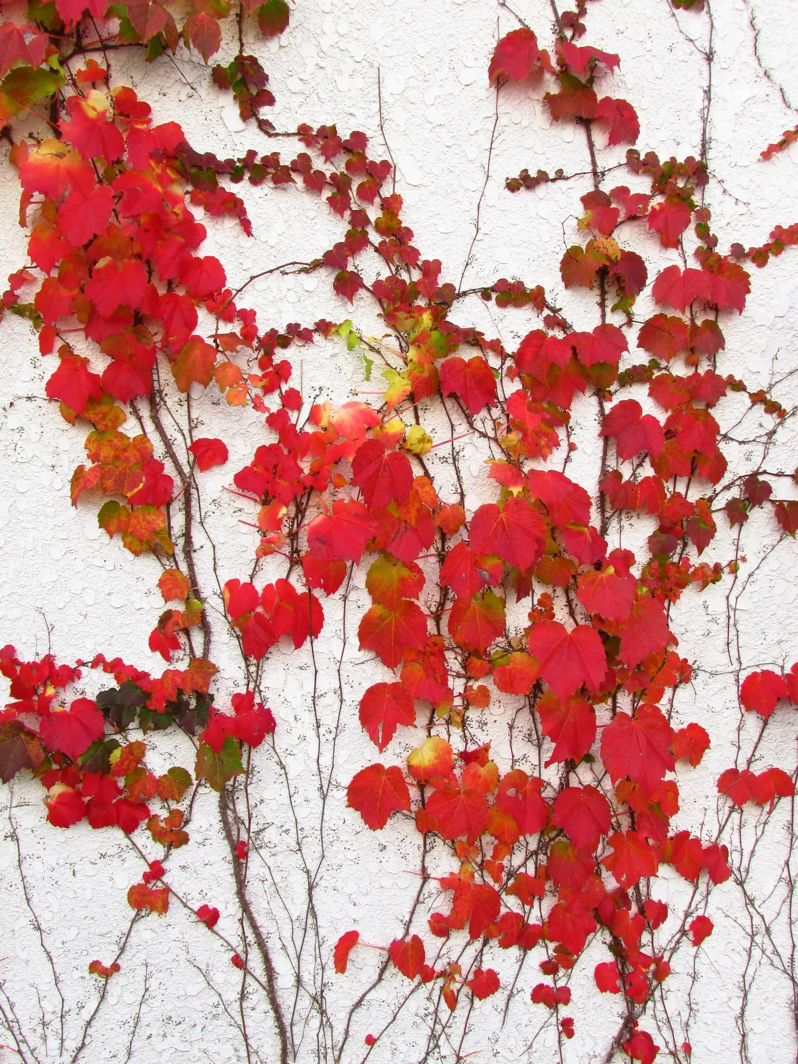 Boston Ivy (Parthenocissus Tricuspidata) — Boston Ivy thrives in USDA hardiness zones 4 through 8 and is not picky about its growing conditions, image 47