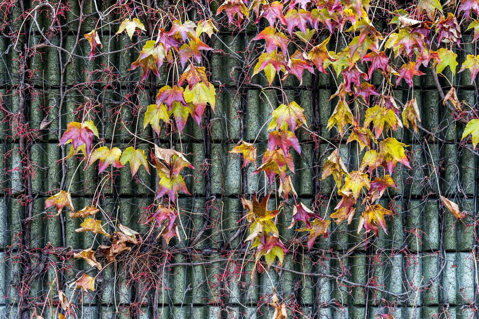 Boston Ivy (Parthenocissus Tricuspidata) — vine for full or half or shade; as the adhesive pads can be difficult to remove and may damage paint or weak masonry