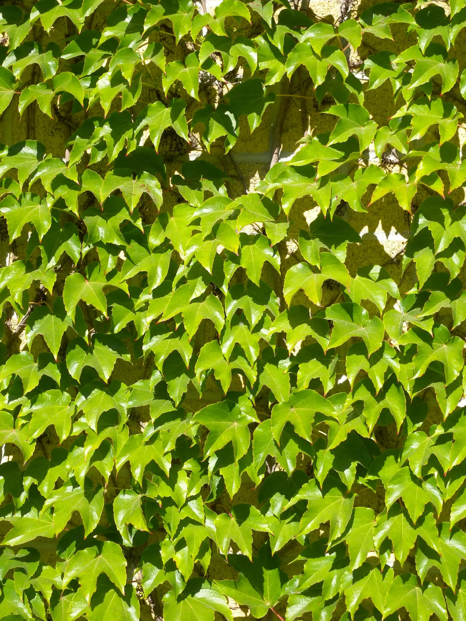 Boston Ivy (Parthenocissus Tricuspidata) — With proper placement and minimal care; boston Ivy (Parthenocissus tricuspidata) is a self-clinging, image 52