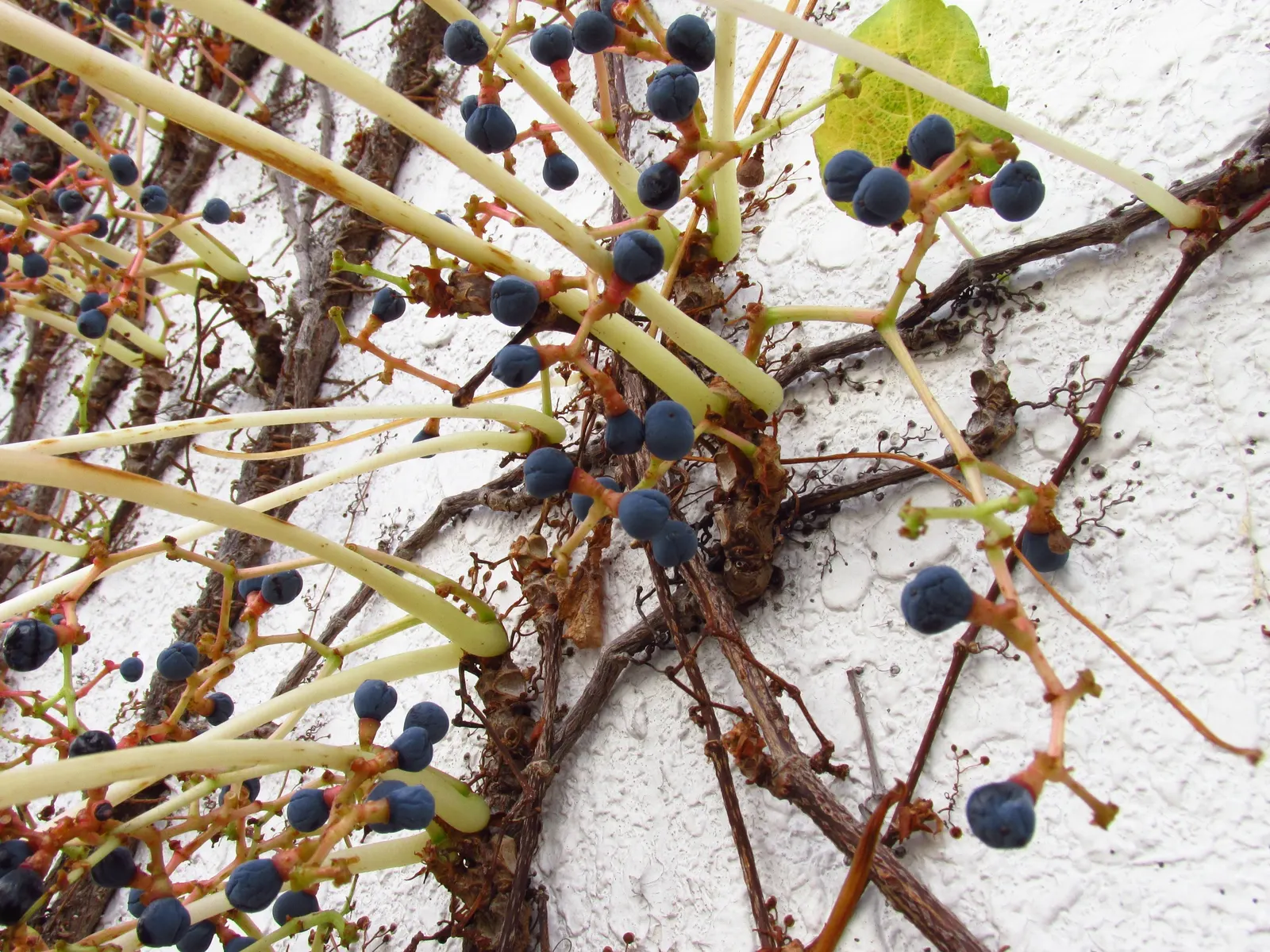 Boston Ivy (Parthenocissus Tricuspidata) — making it a versatile addition to any landscape design; or wood without the need for structural support, image 48