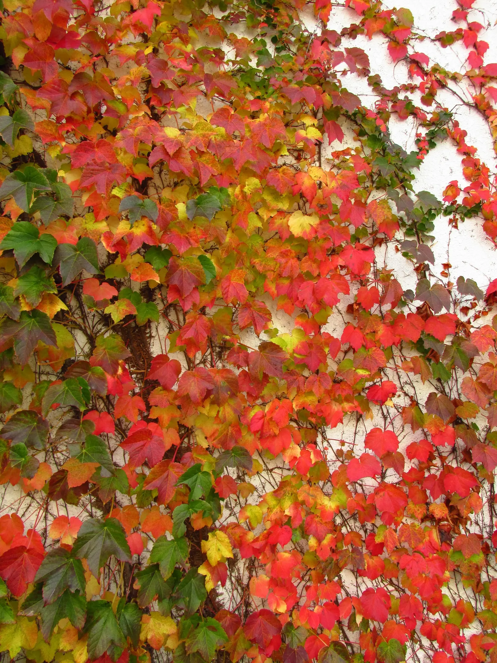 Boston Ivy (Parthenocissus Tricuspidata) — green facade during the growing season and a stunning display of fiery reds and oranges in the fall; it, image 78