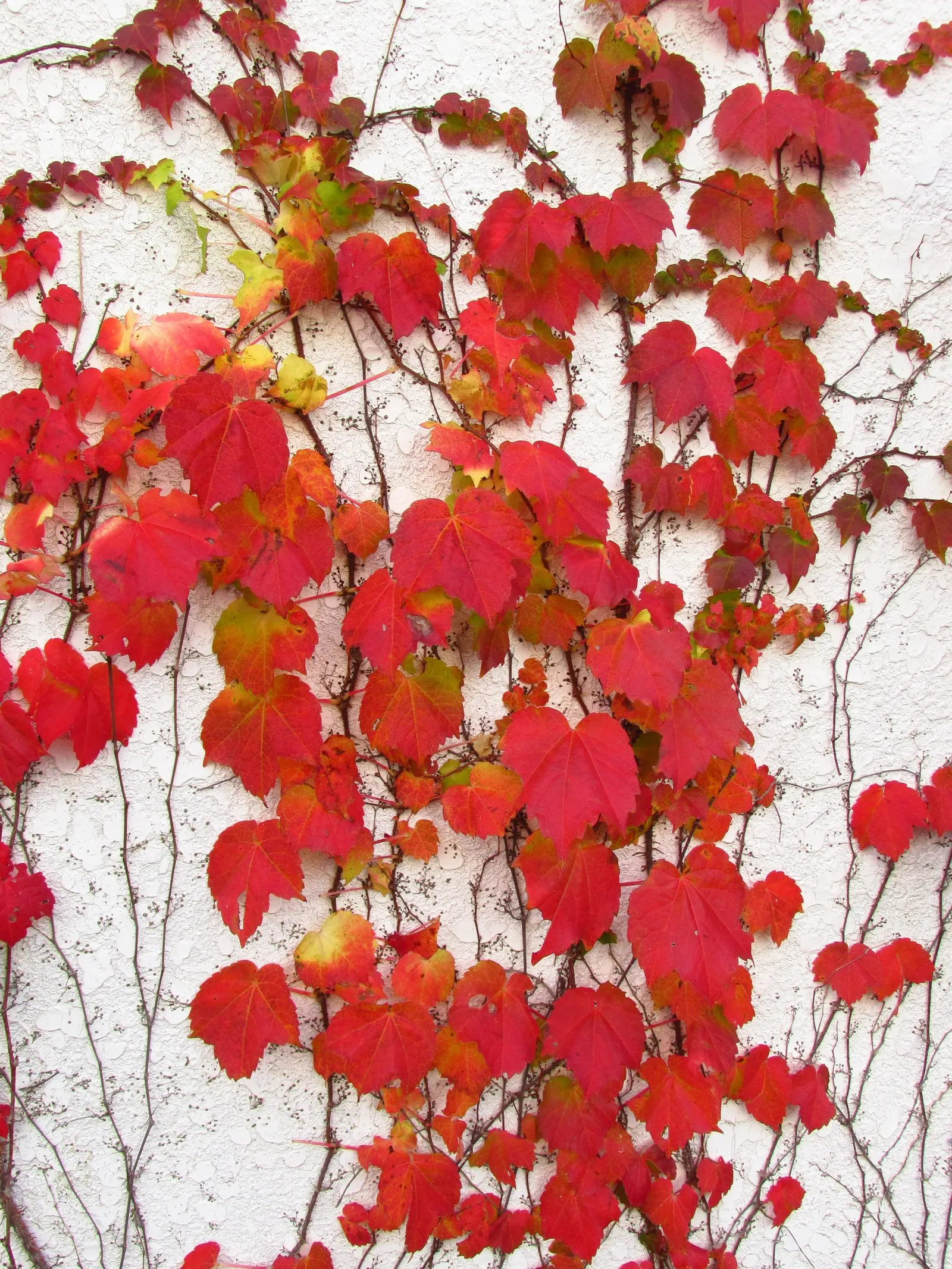Boston Ivy (Parthenocissus Tricuspidata) — Boston Ivy will be a dynamic and attractive element in any garden design; making it an excellent choice for creating