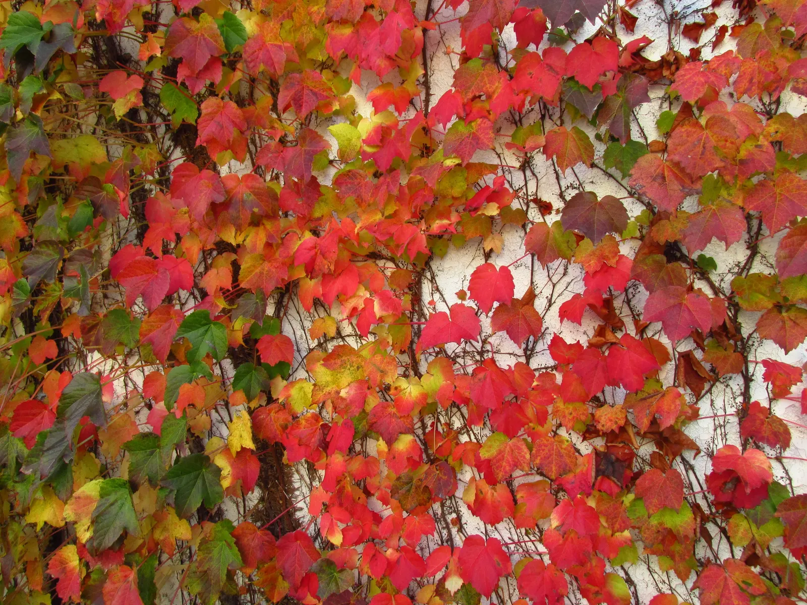 Boston Ivy (Parthenocissus Tricuspidata) — <br><br>Reaching heights of up to 50 feet and spreads as wide as 10 feet if left unpruned; offering, image 46