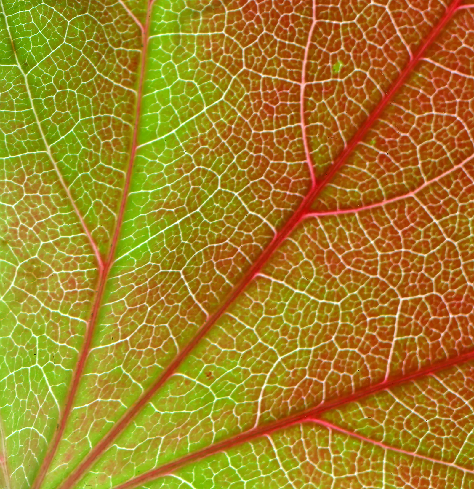 Boston Ivy (Parthenocissus Tricuspidata) — three-lobed leaves that turn fiery red in fall; boston Ivy thrives in USDA hardiness zones 4 through 8, image 56