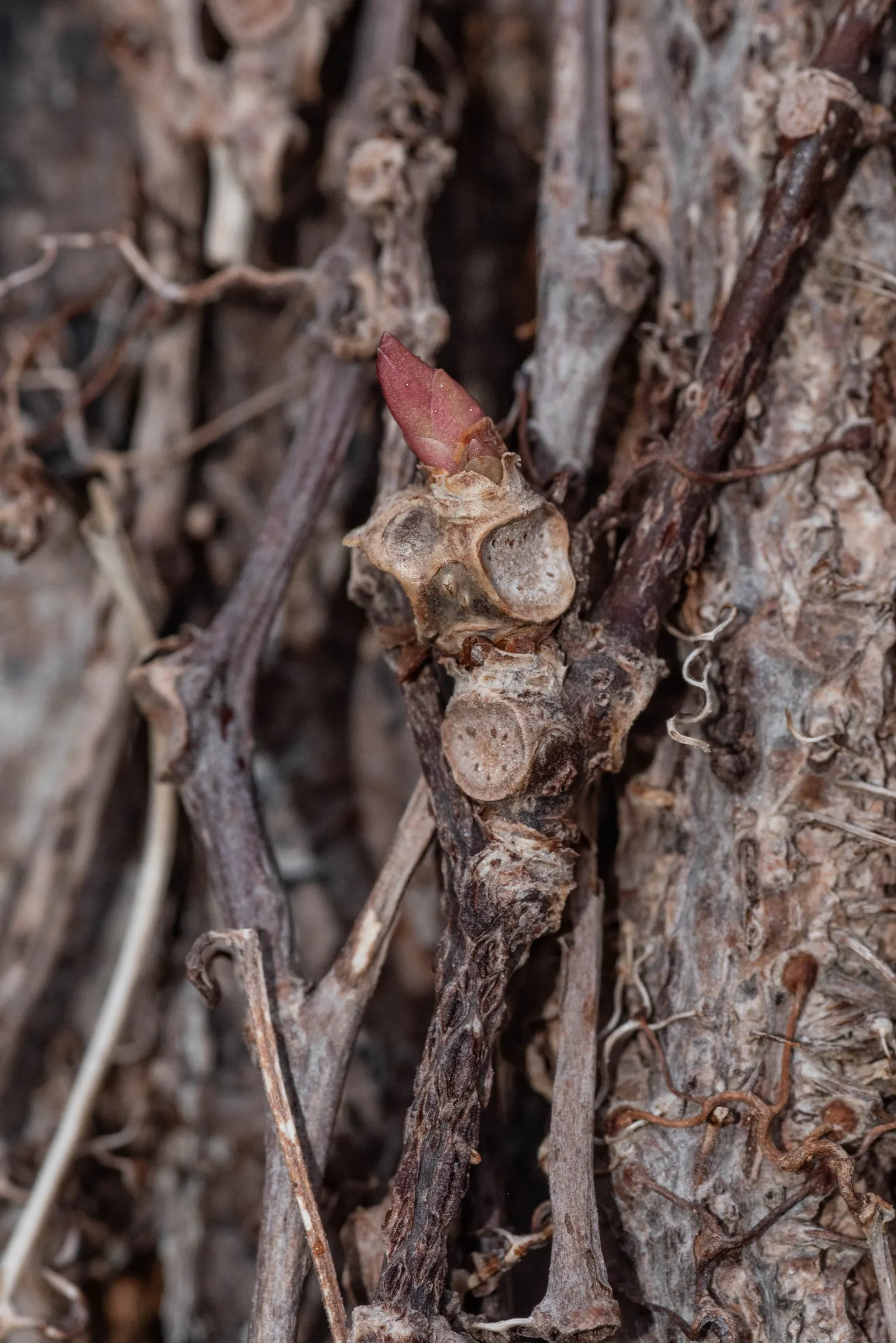 Boston Ivy (Parthenocissus Tricuspidata) — vine for full or half or shade; as the adhesive pads can be difficult to remove and may damage paint or, image 72