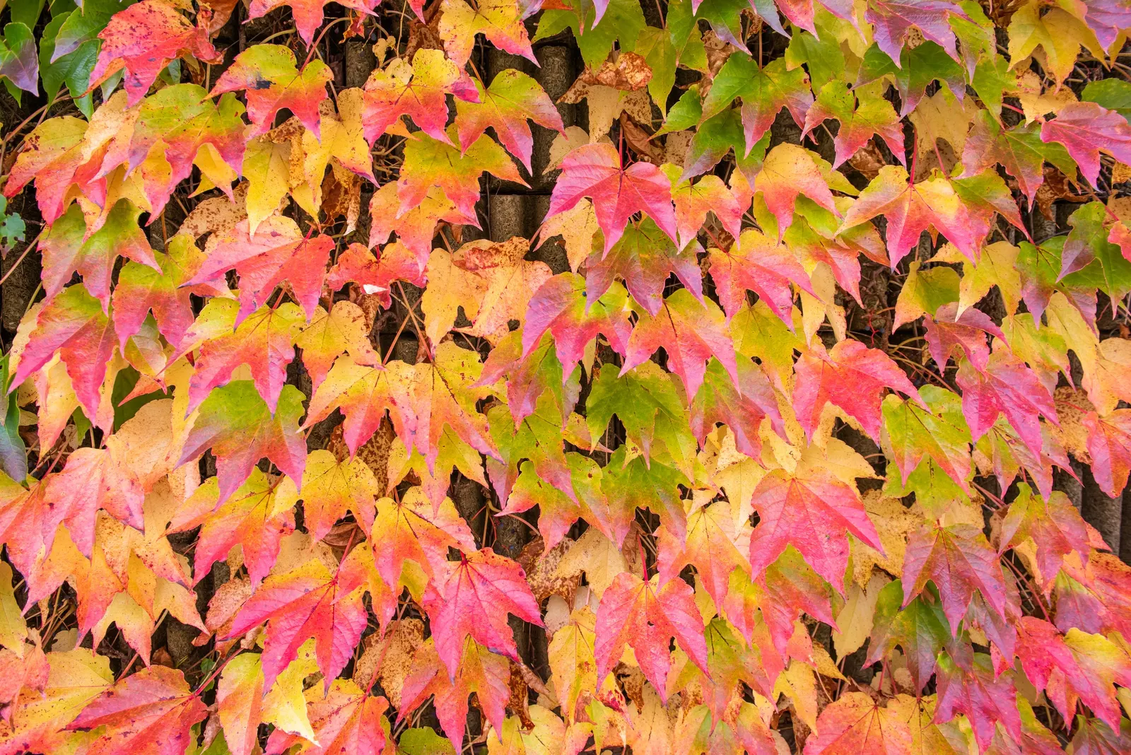 Boston Ivy (Parthenocissus Tricuspidata) — With proper placement and minimal care; boston Ivy (Parthenocissus tricuspidata) is a self-clinging