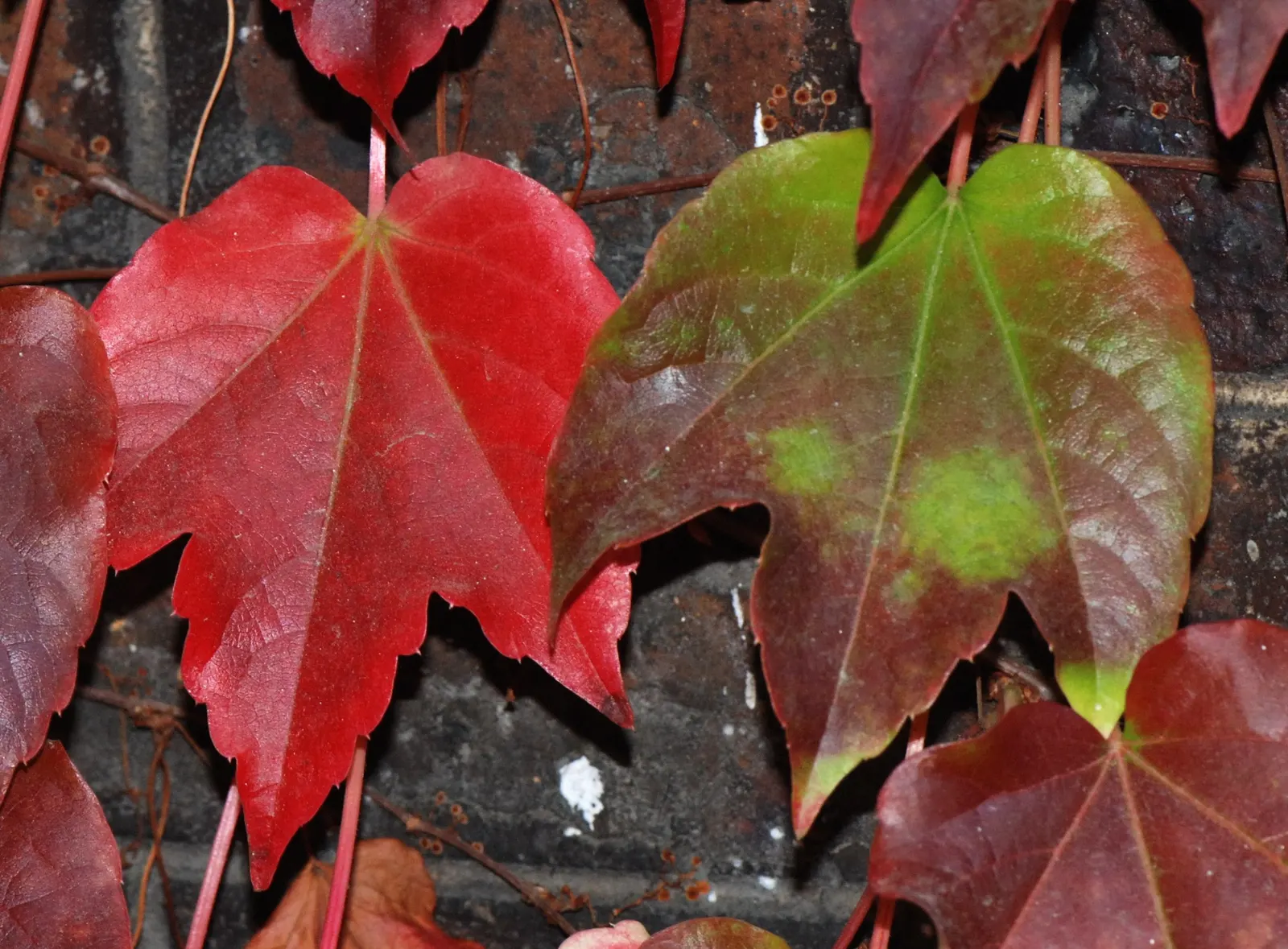 Boston Ivy (Parthenocissus Tricuspidata) — green facade during the growing season and a stunning display of fiery reds and oranges in the fall; it, image 60