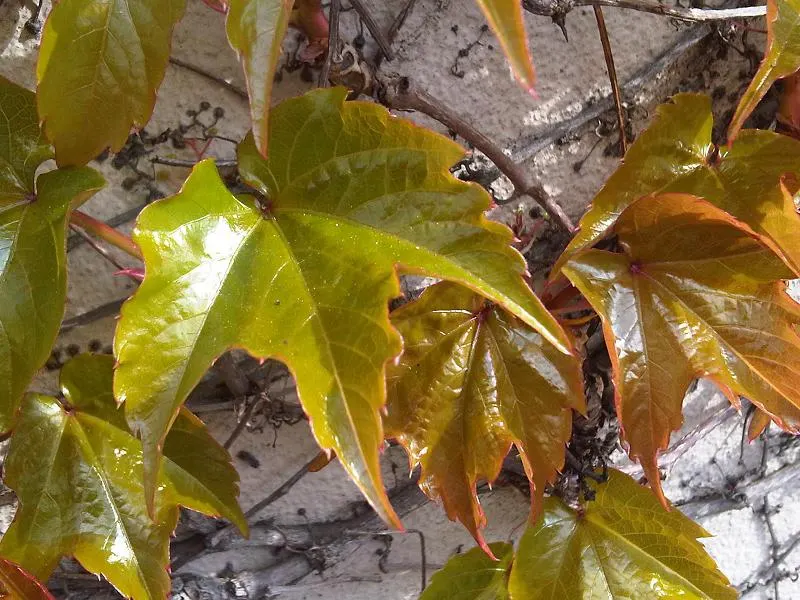 Boston Ivy (Parthenocissus Tricuspidata) — Hardy in zones 4-8, it requires minimal care once established, adding vibrant texture to facades, image 59