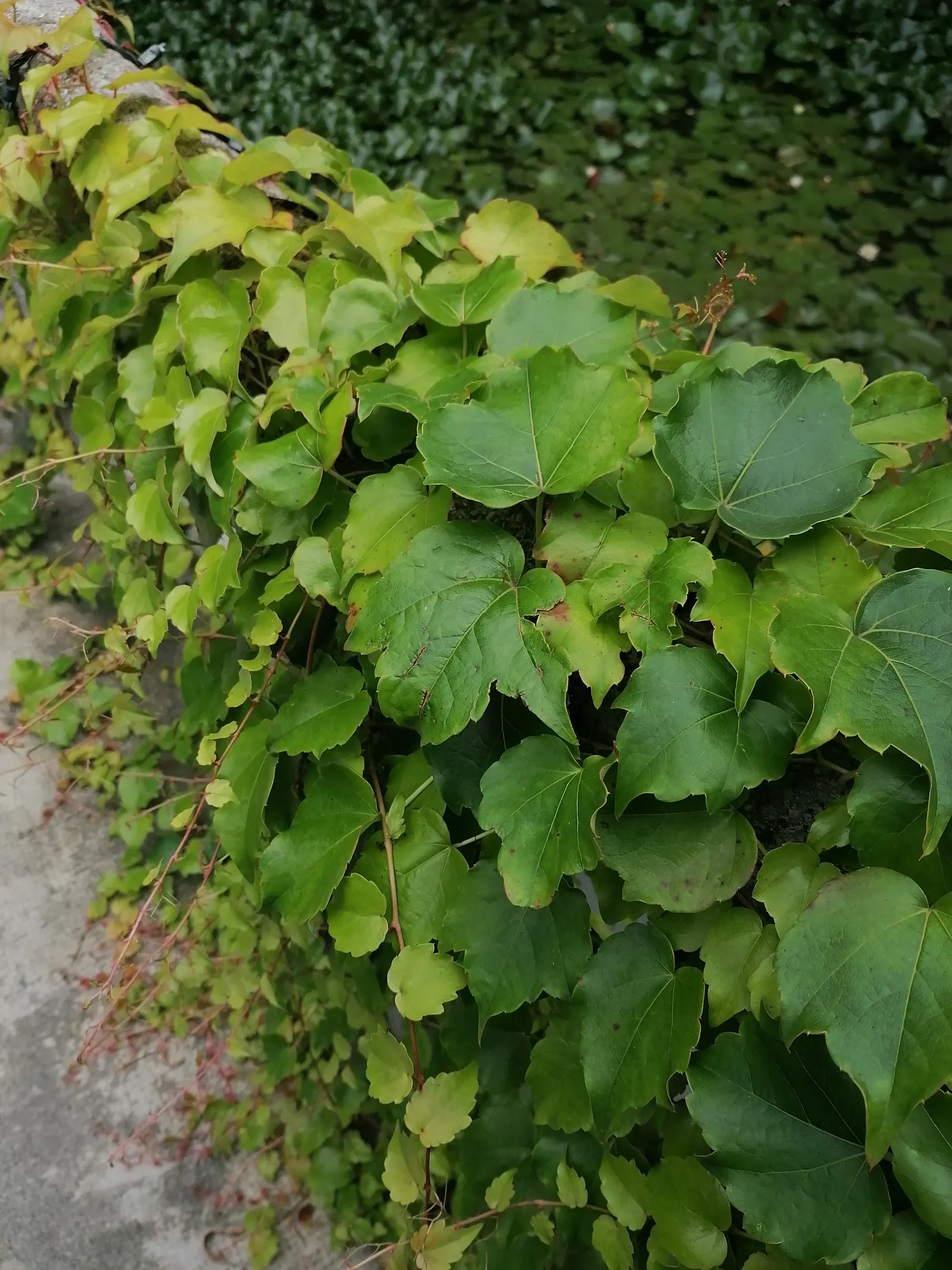 Boston Ivy (Parthenocissus Tricuspidata) — Boston Ivy will be a dynamic and attractive element in any garden design