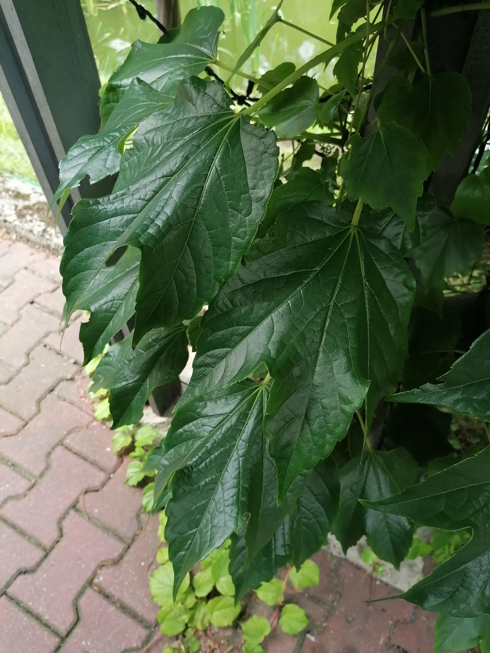 Boston Ivy (Parthenocissus Tricuspidata) — This self-clinging vine adheres to surfaces using tiny adhesive disks at the tips of its tendrils, image 61